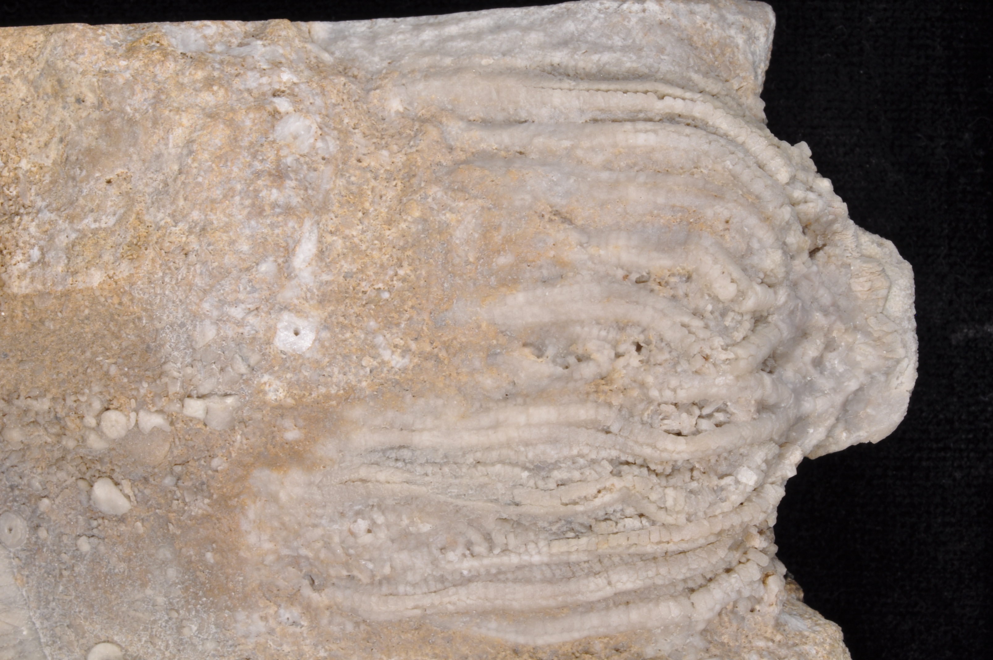 Platycrinites
