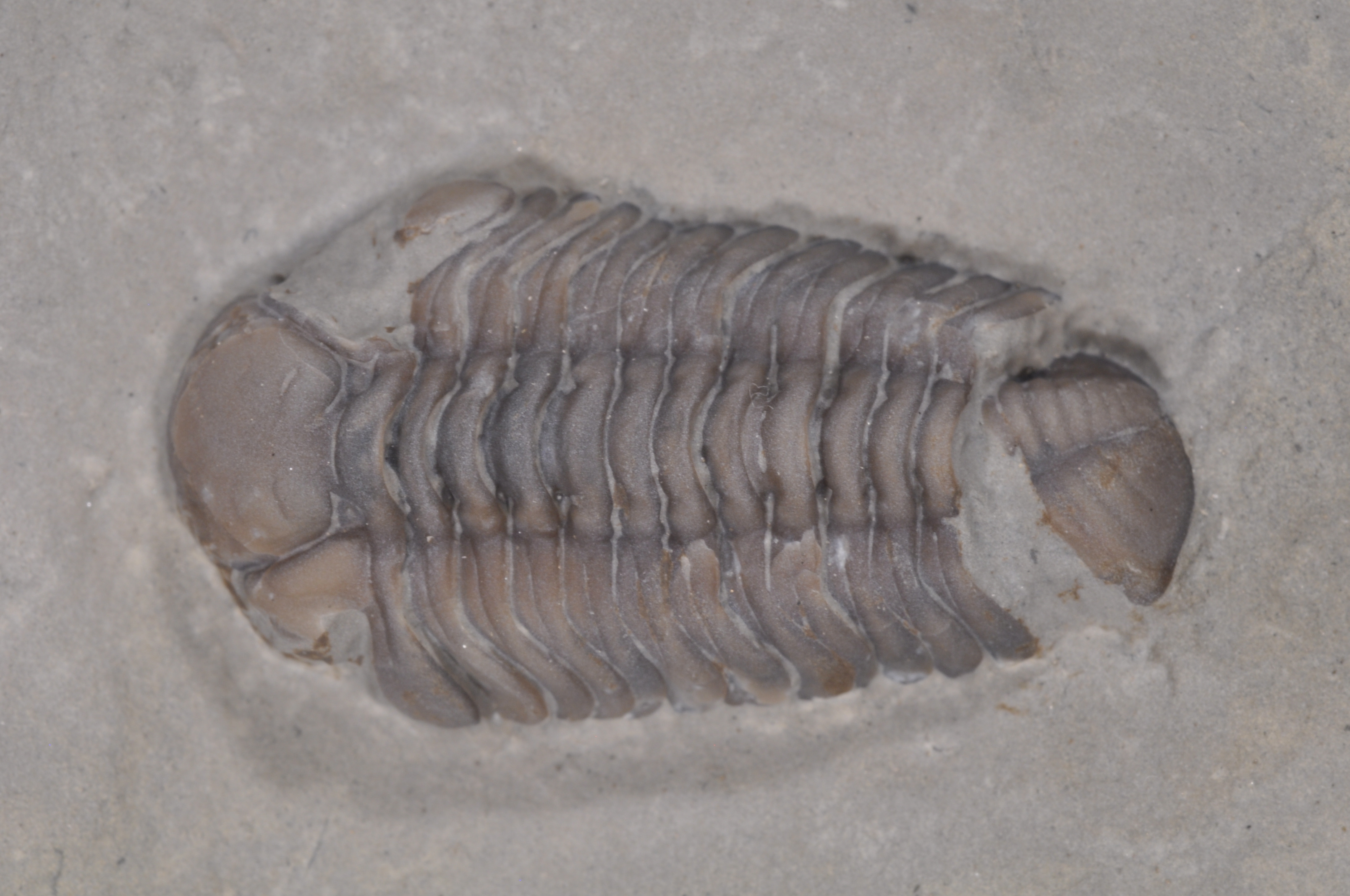 Acernaspis