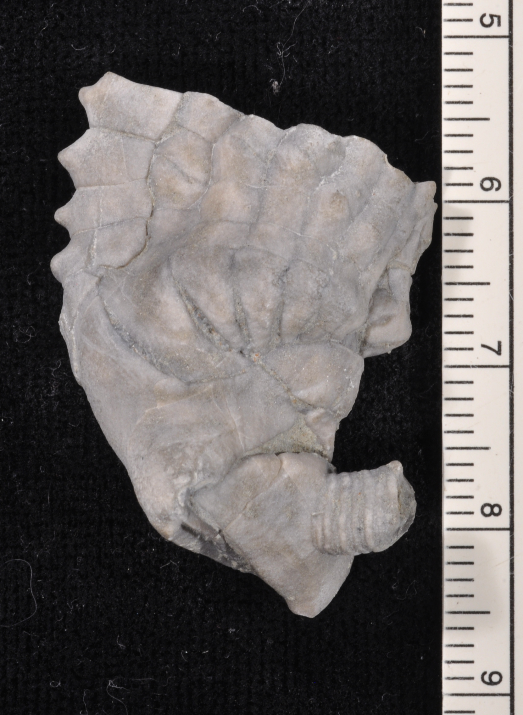 Halysiocrinus