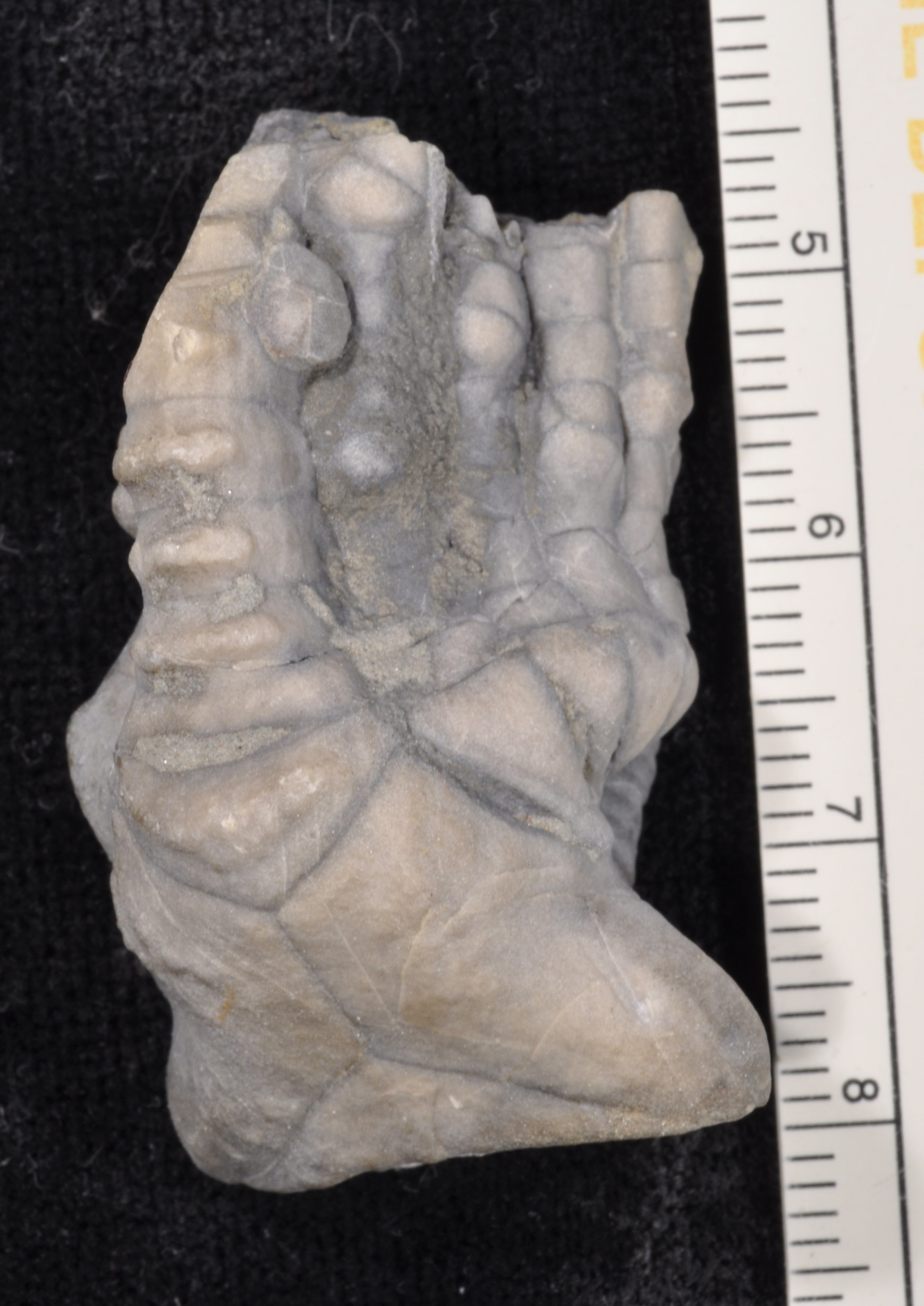 Halysiocrinus