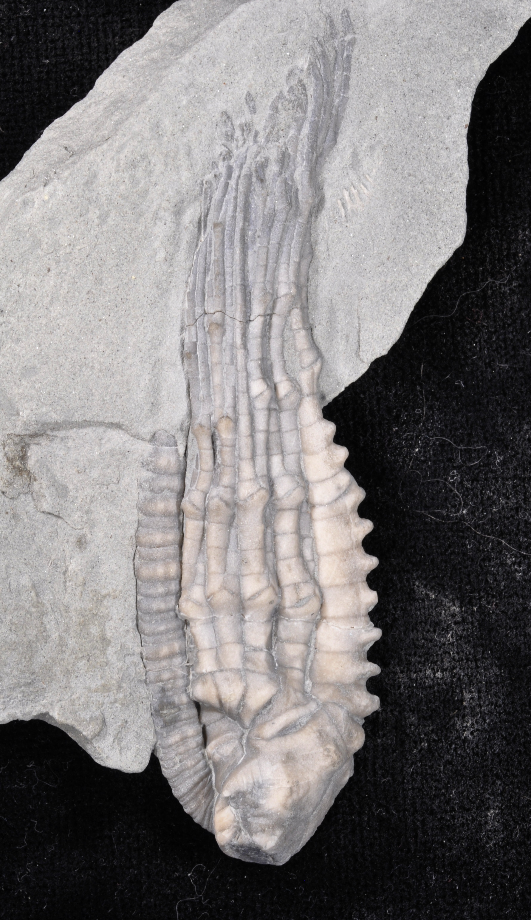 Halysiocrinus