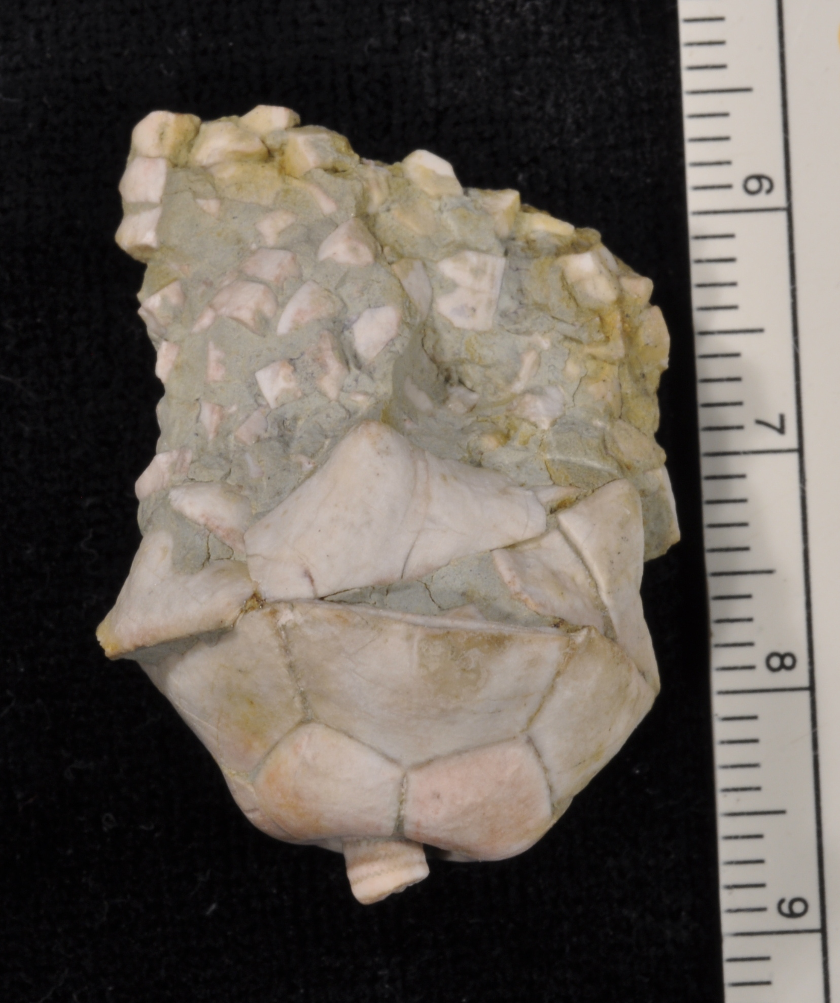 Erisocrinus