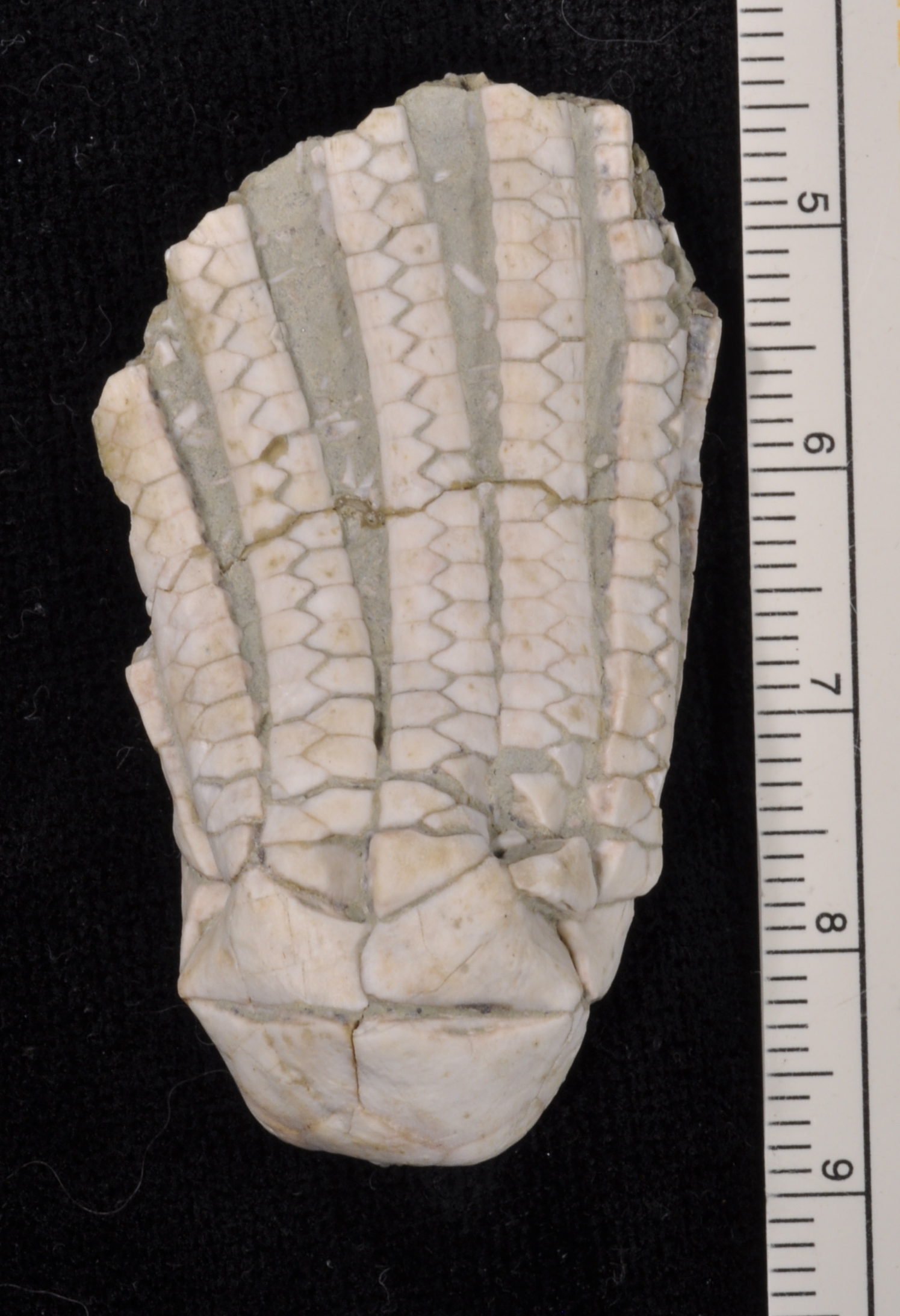 Erisocrinus