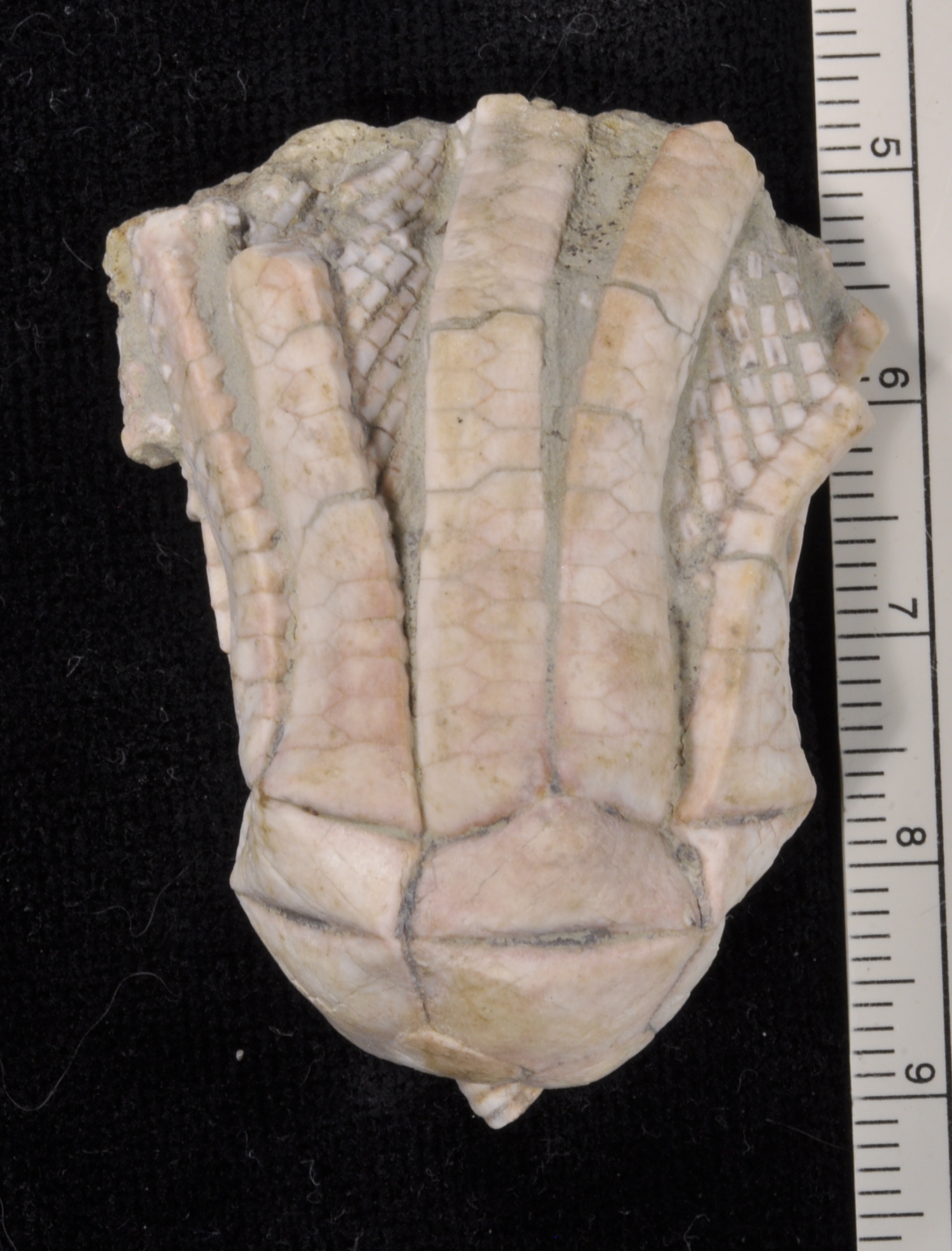 Erisocrinus