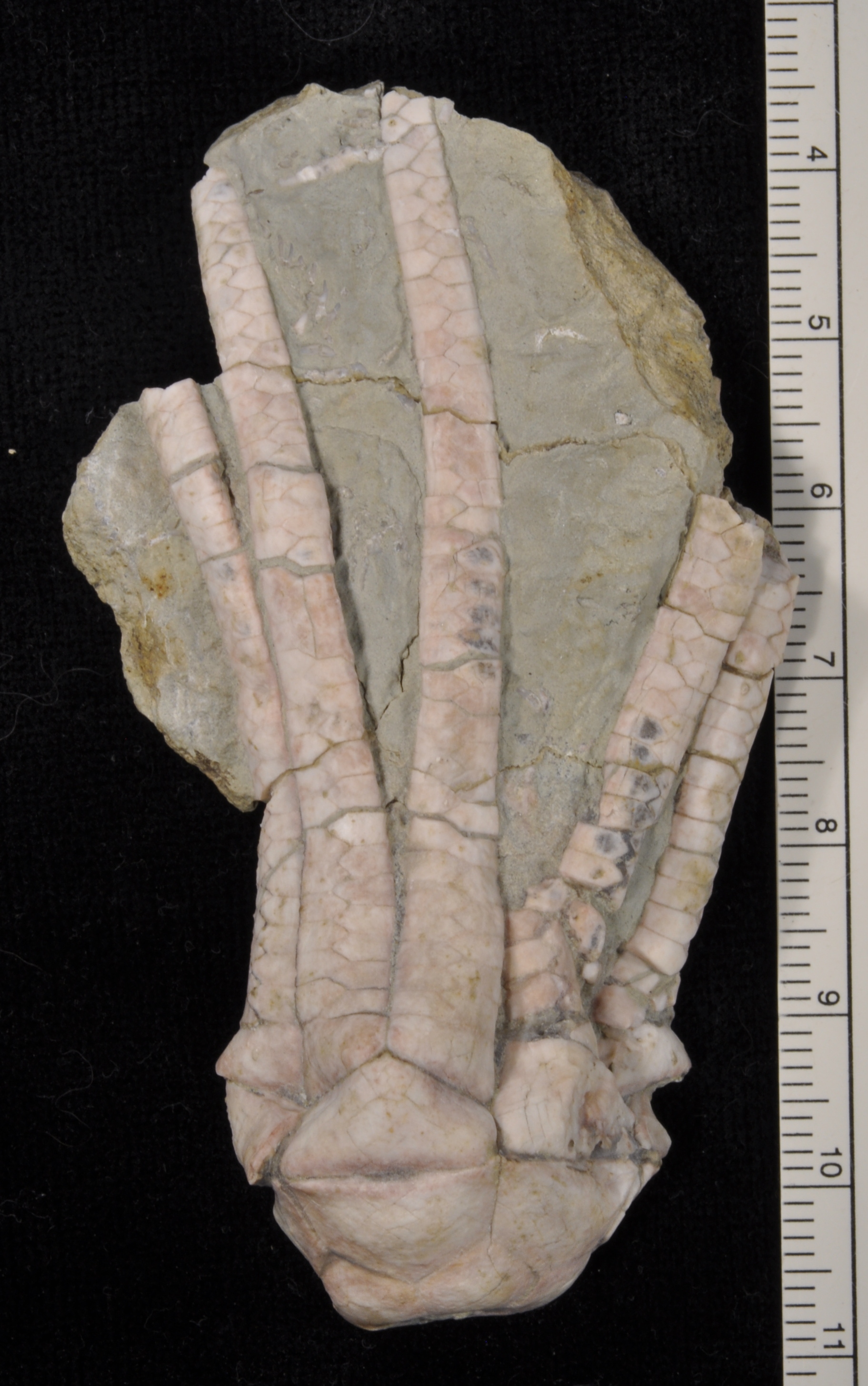 Erisocrinus