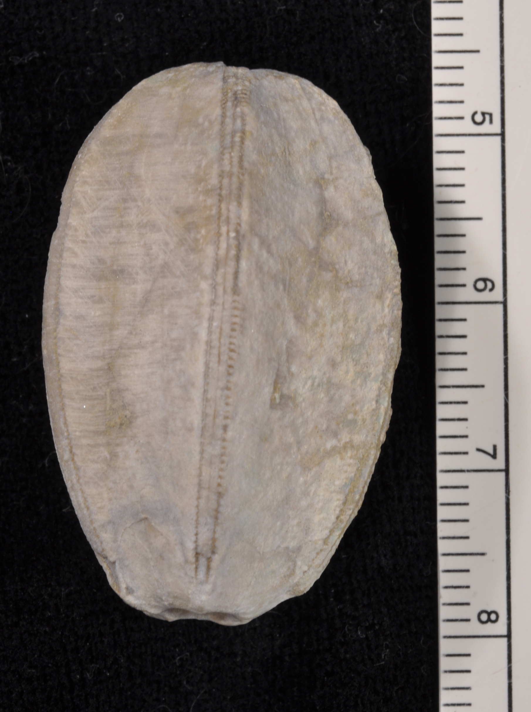 Placoblastus
