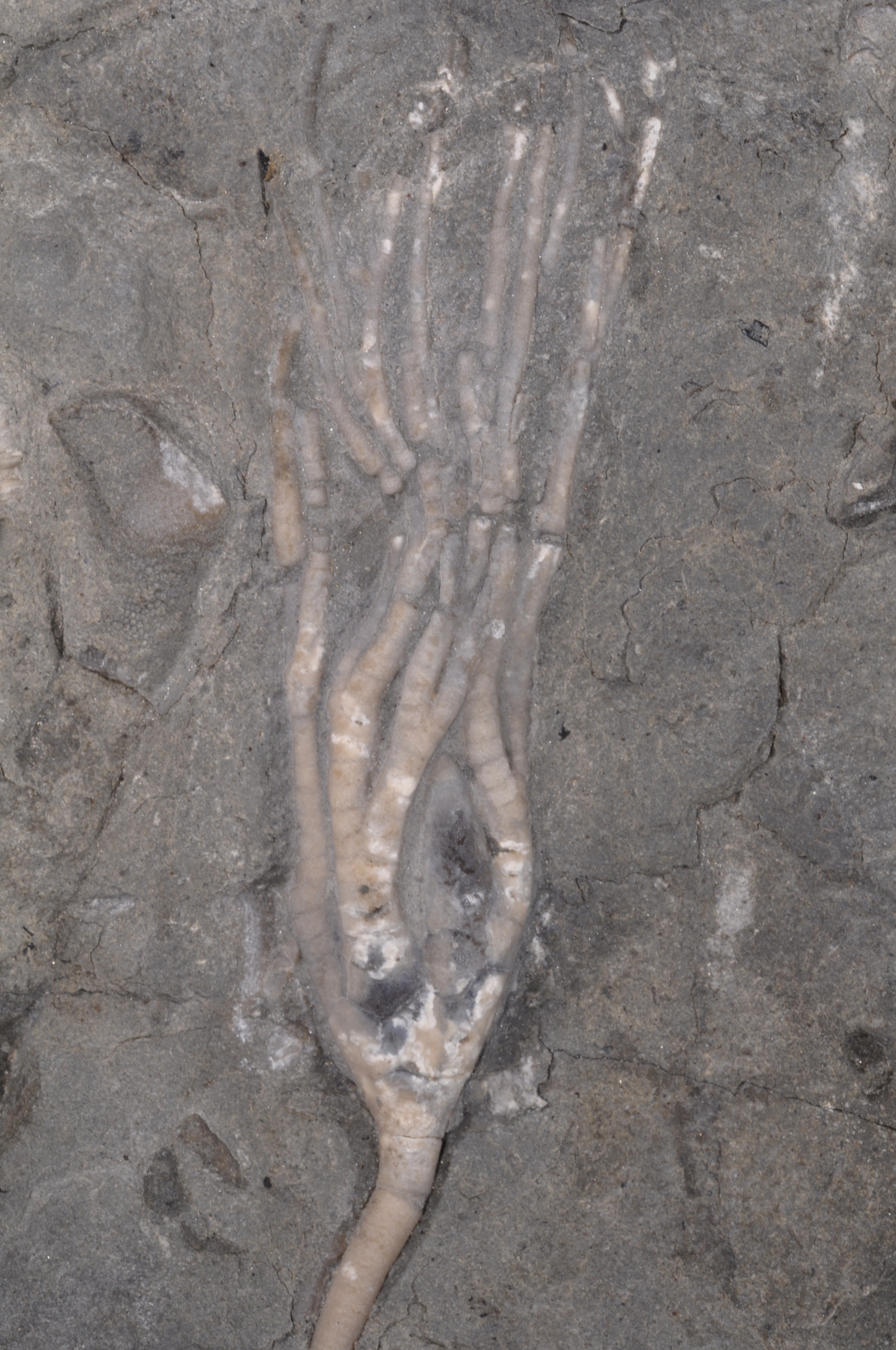 Cupulocrinus