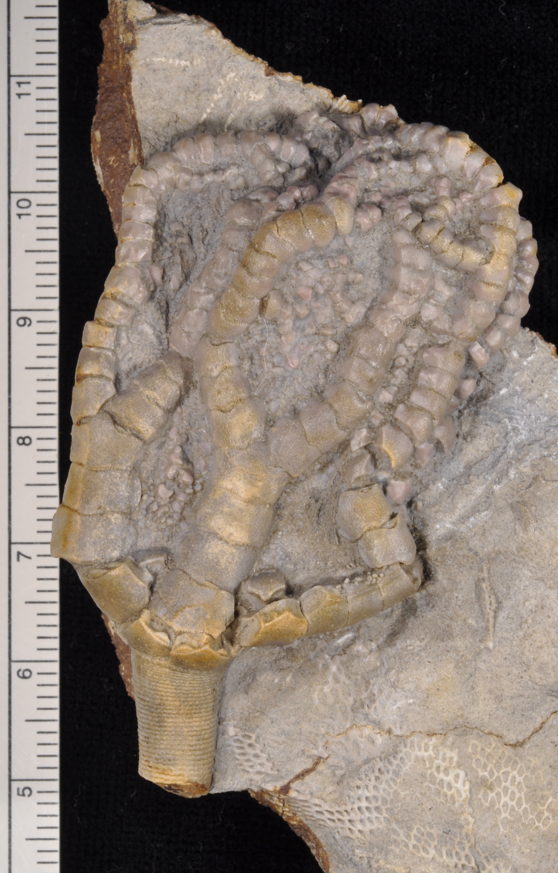 Onychocrinus