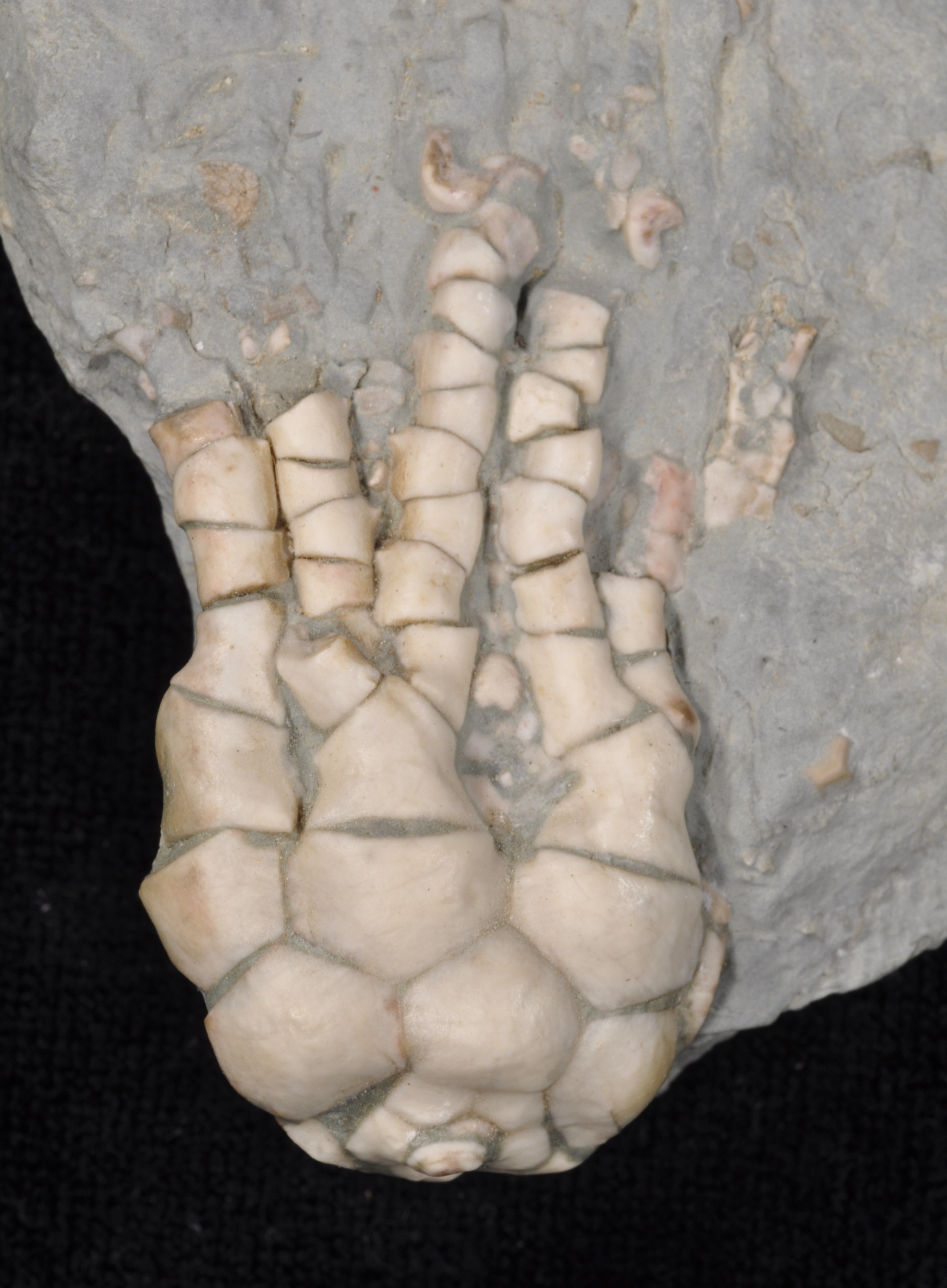 Plummericrinus