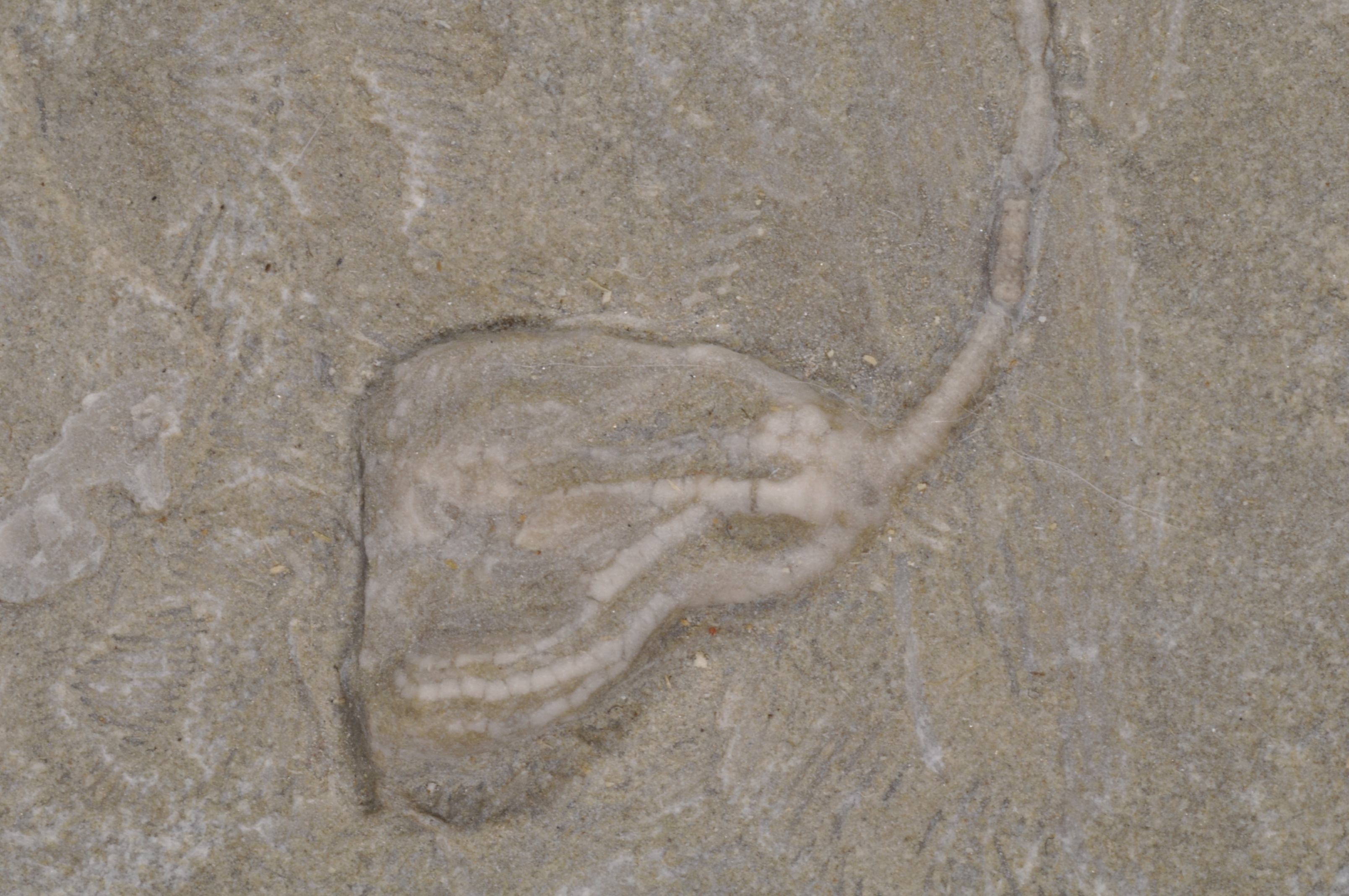 Aphelocrinus