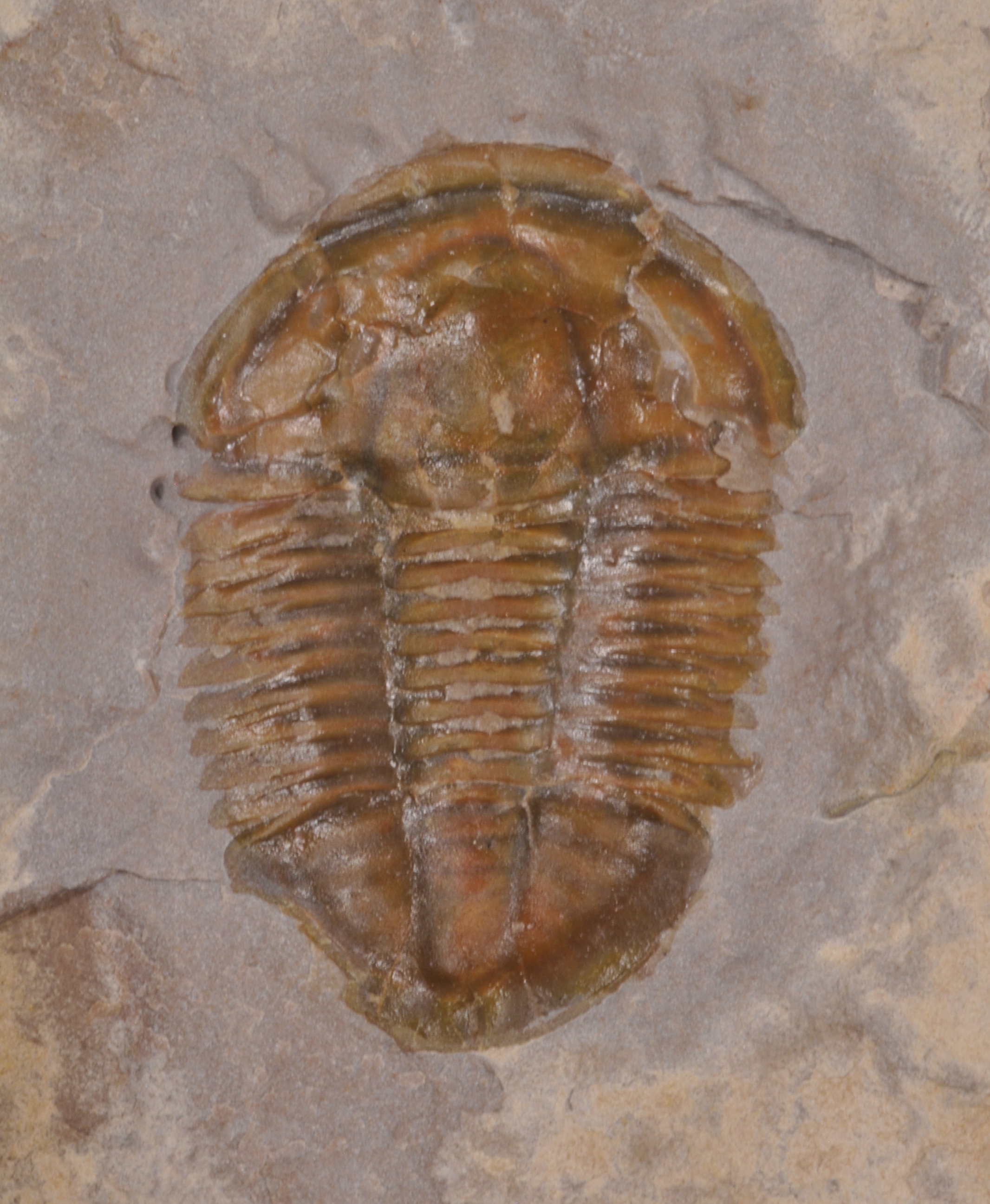 Asaphicus
