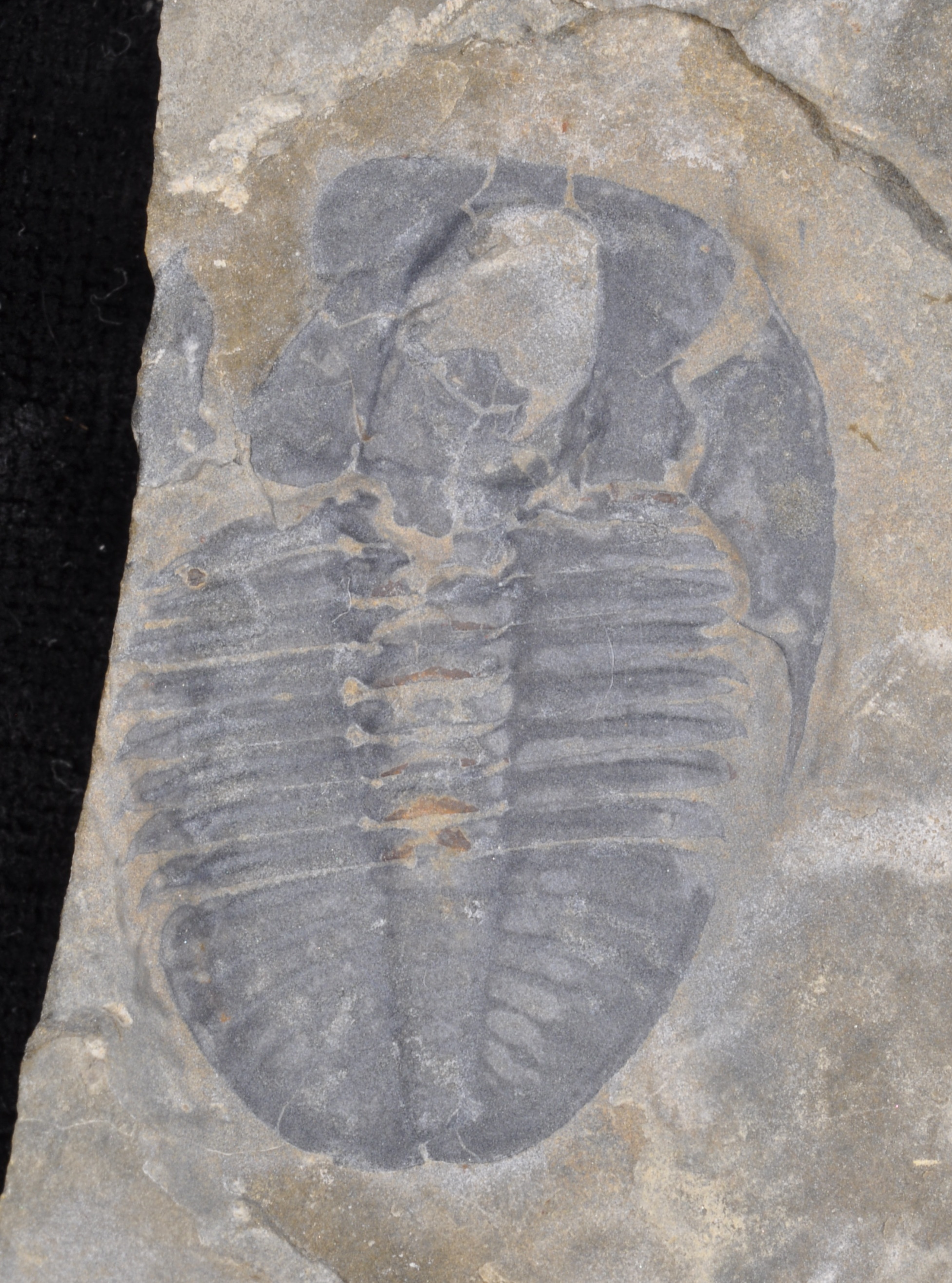 Bathyuriscus