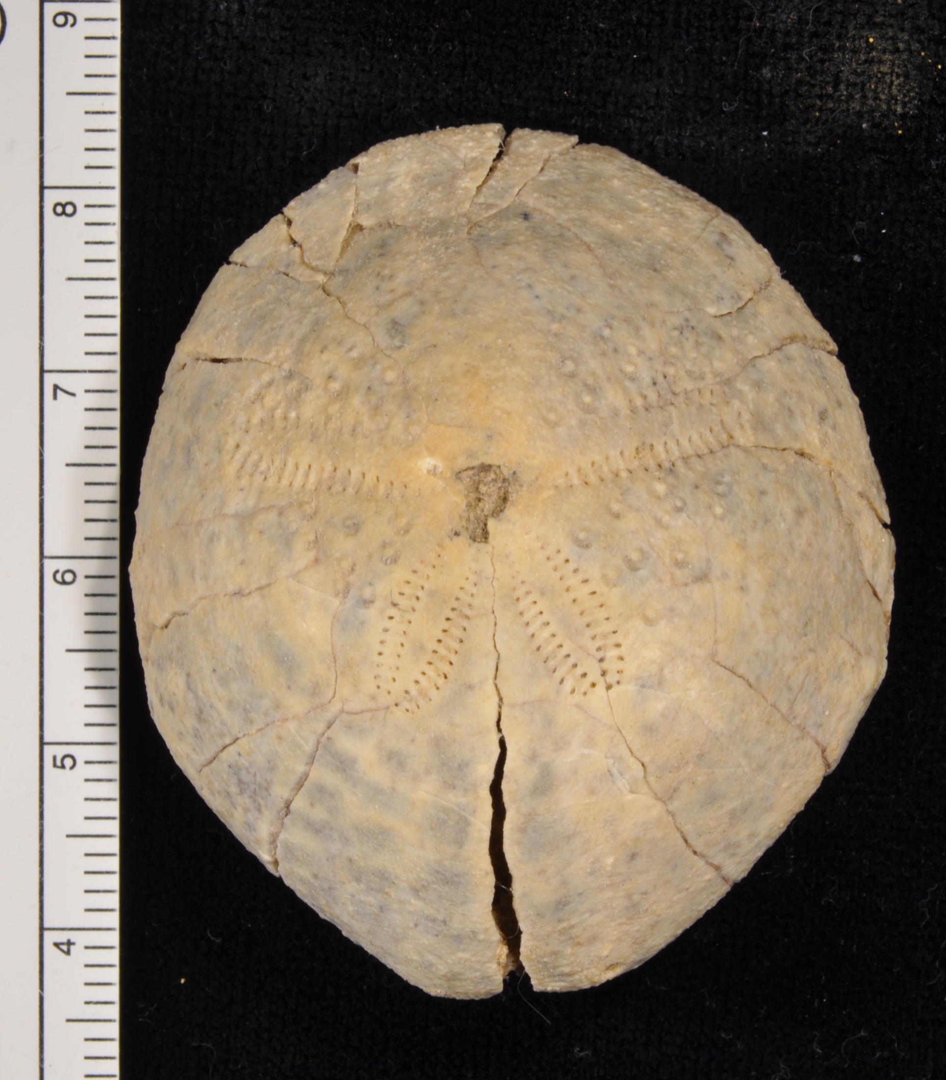 Eupatagus
