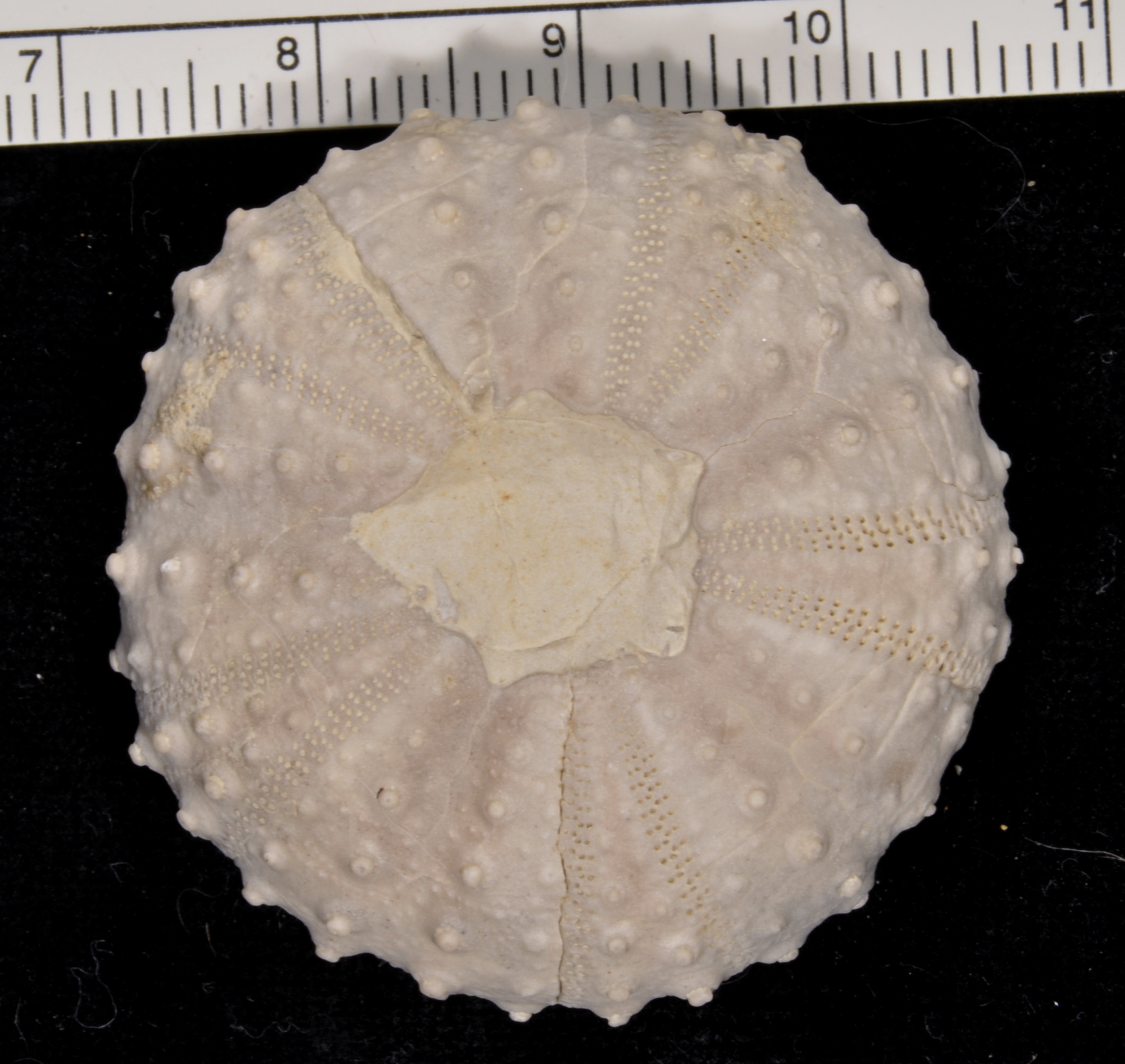Phymosoma