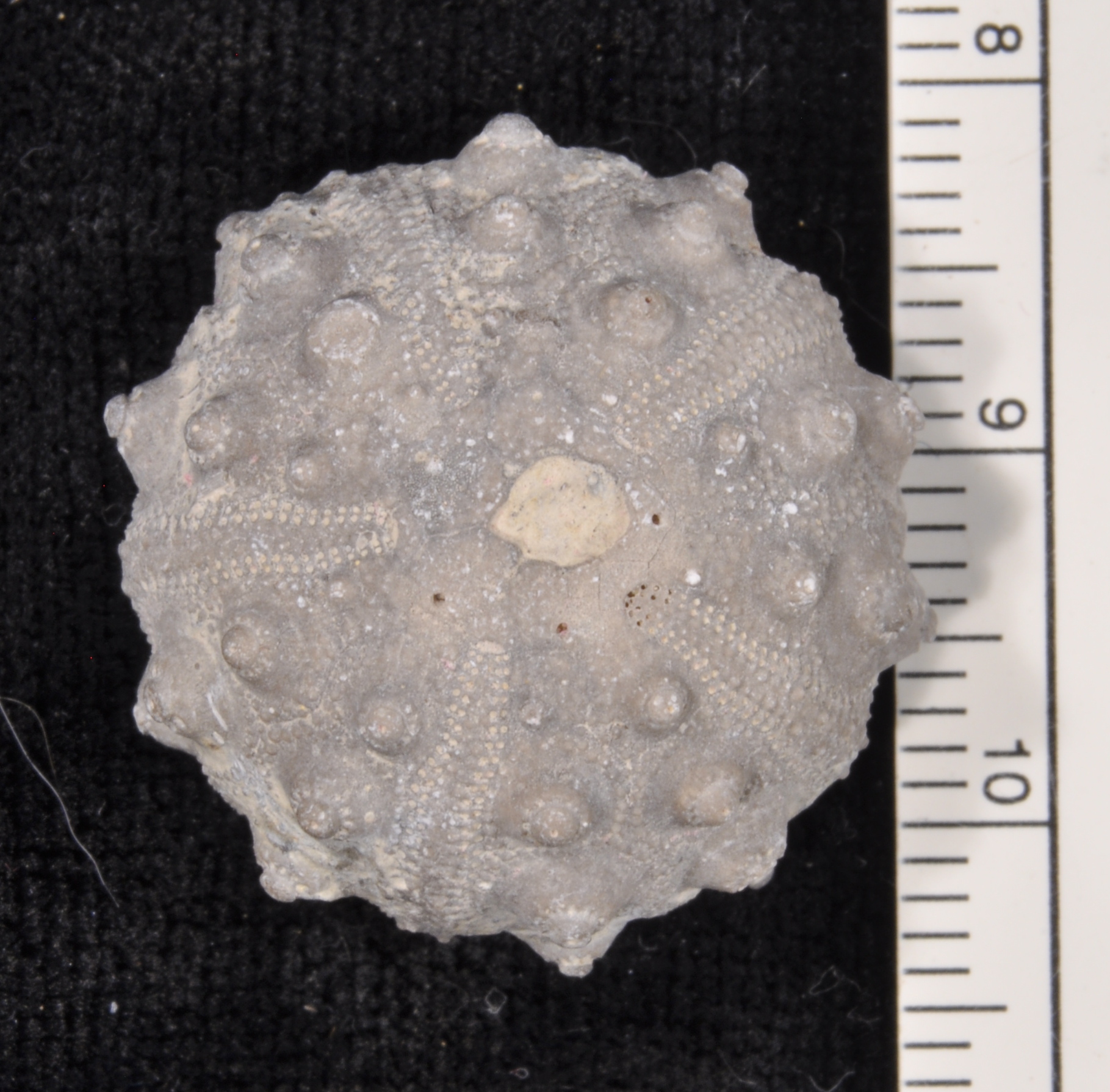 Hemicidaris
