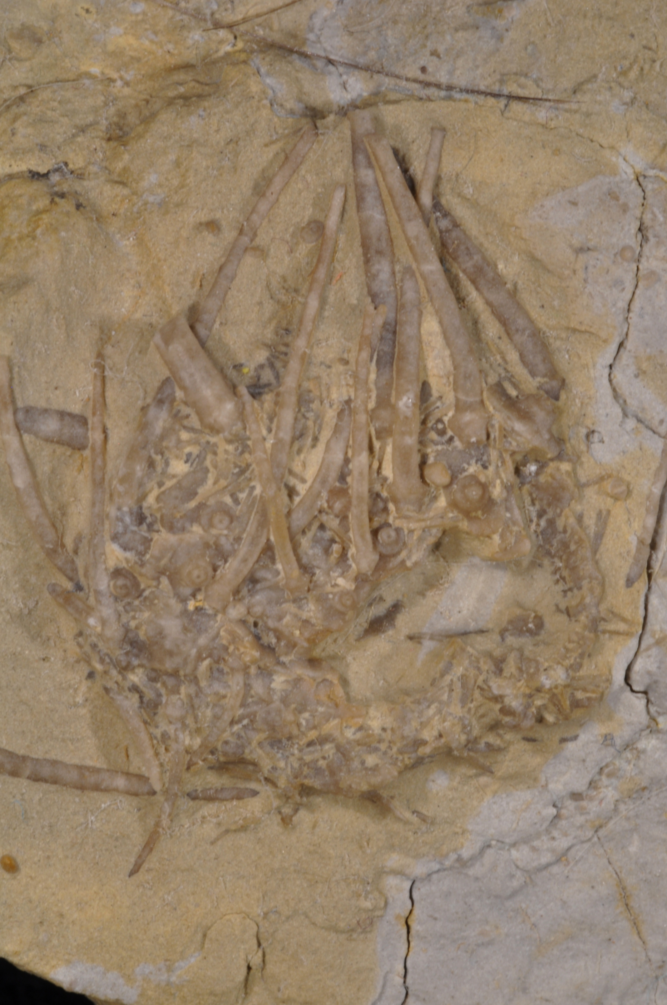 Archaeocidaris
