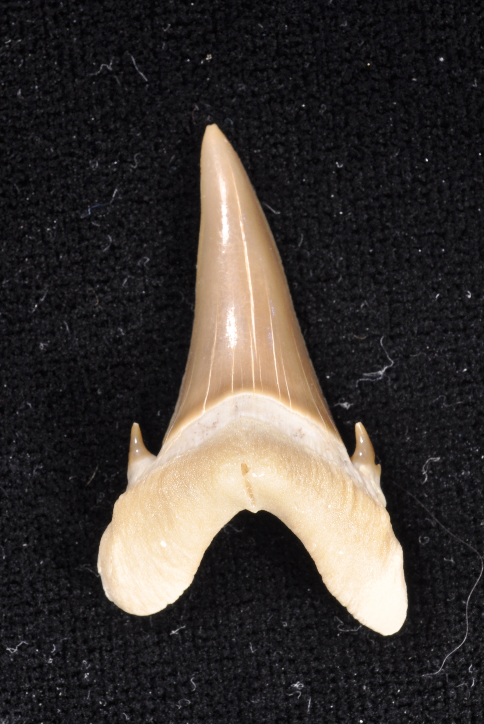 Jackelotodus