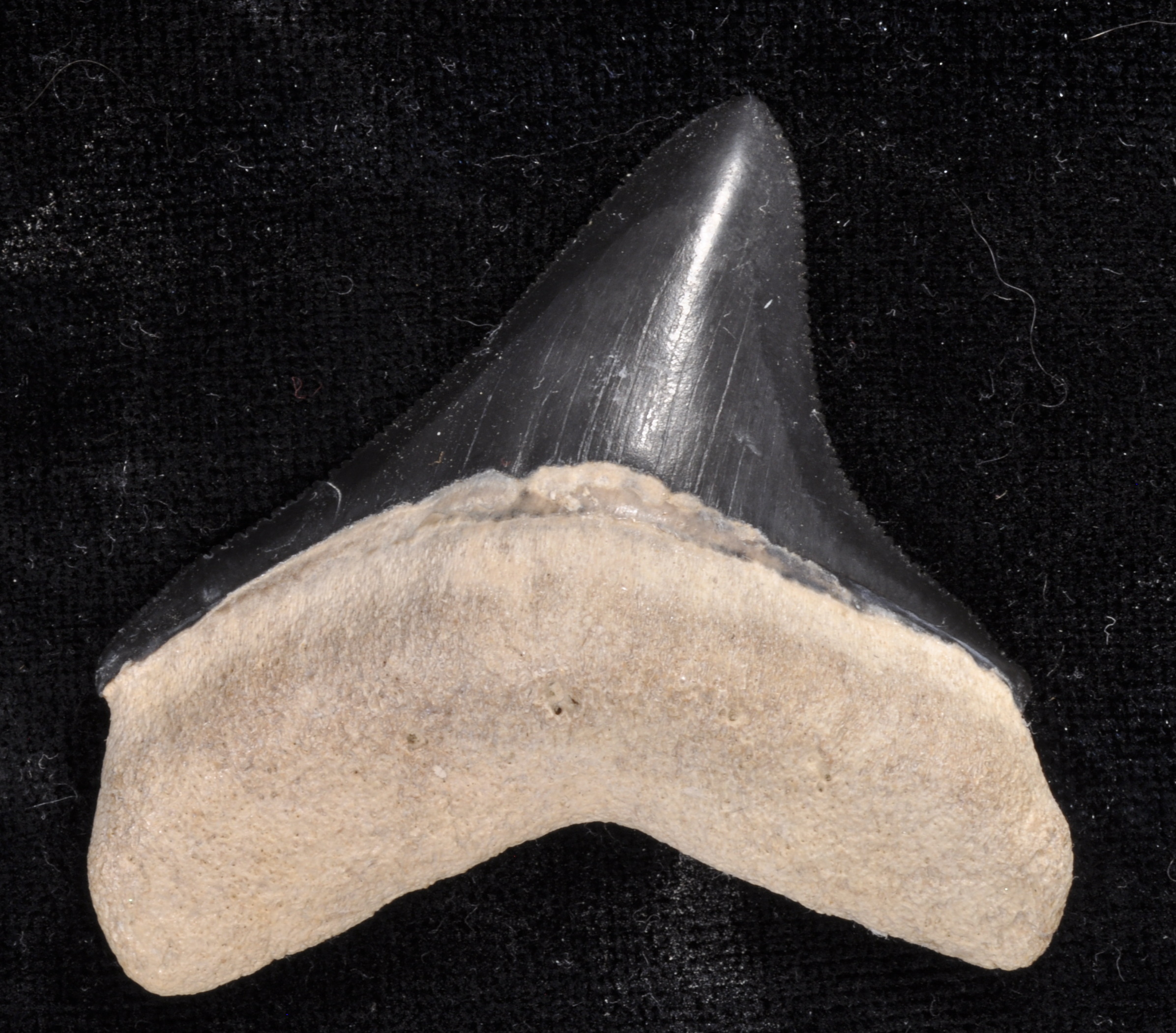 Otodus