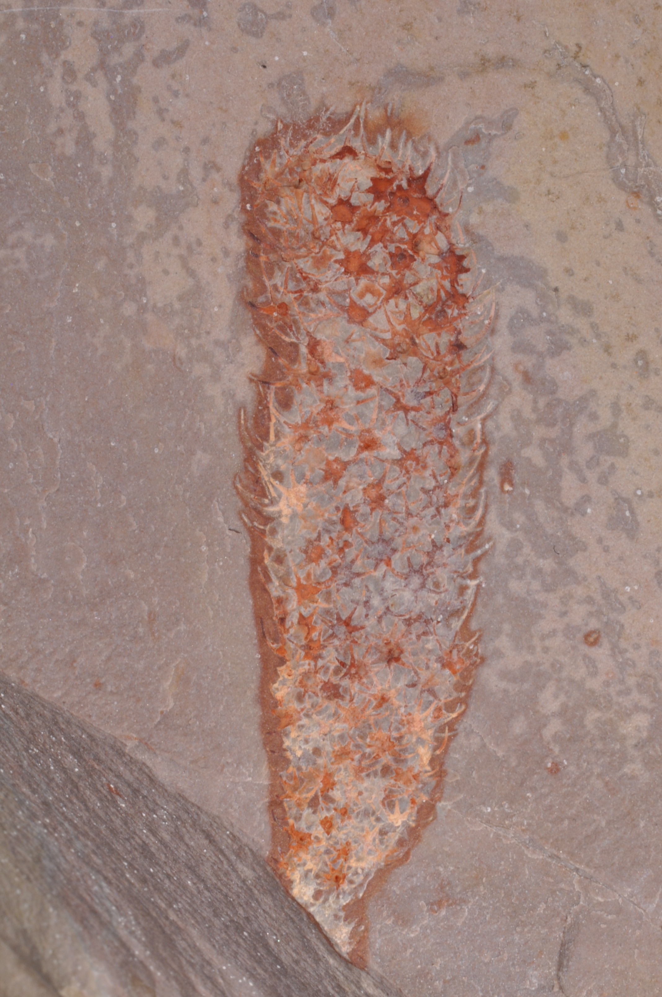 Chancelloria