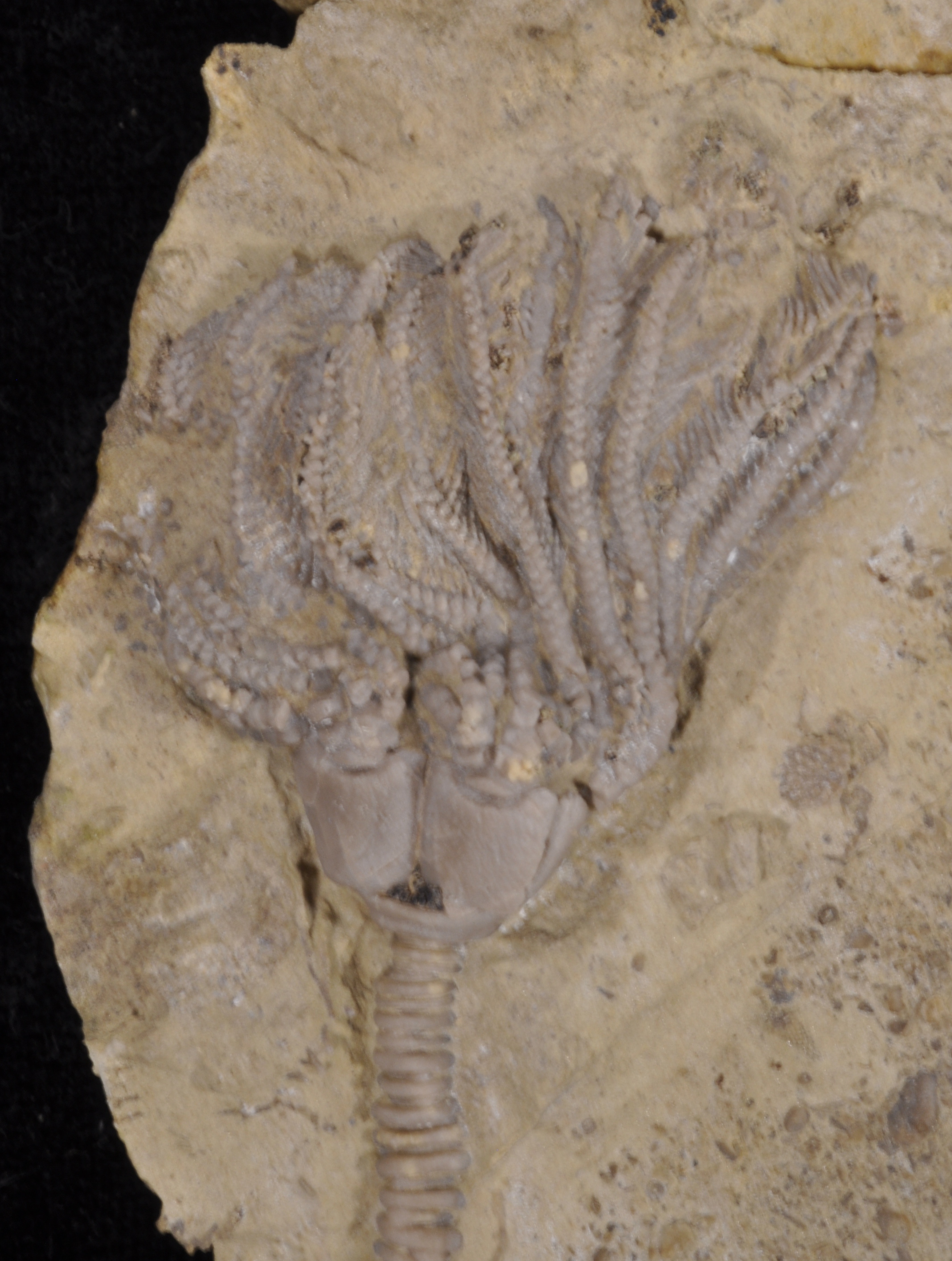 Platycrinites