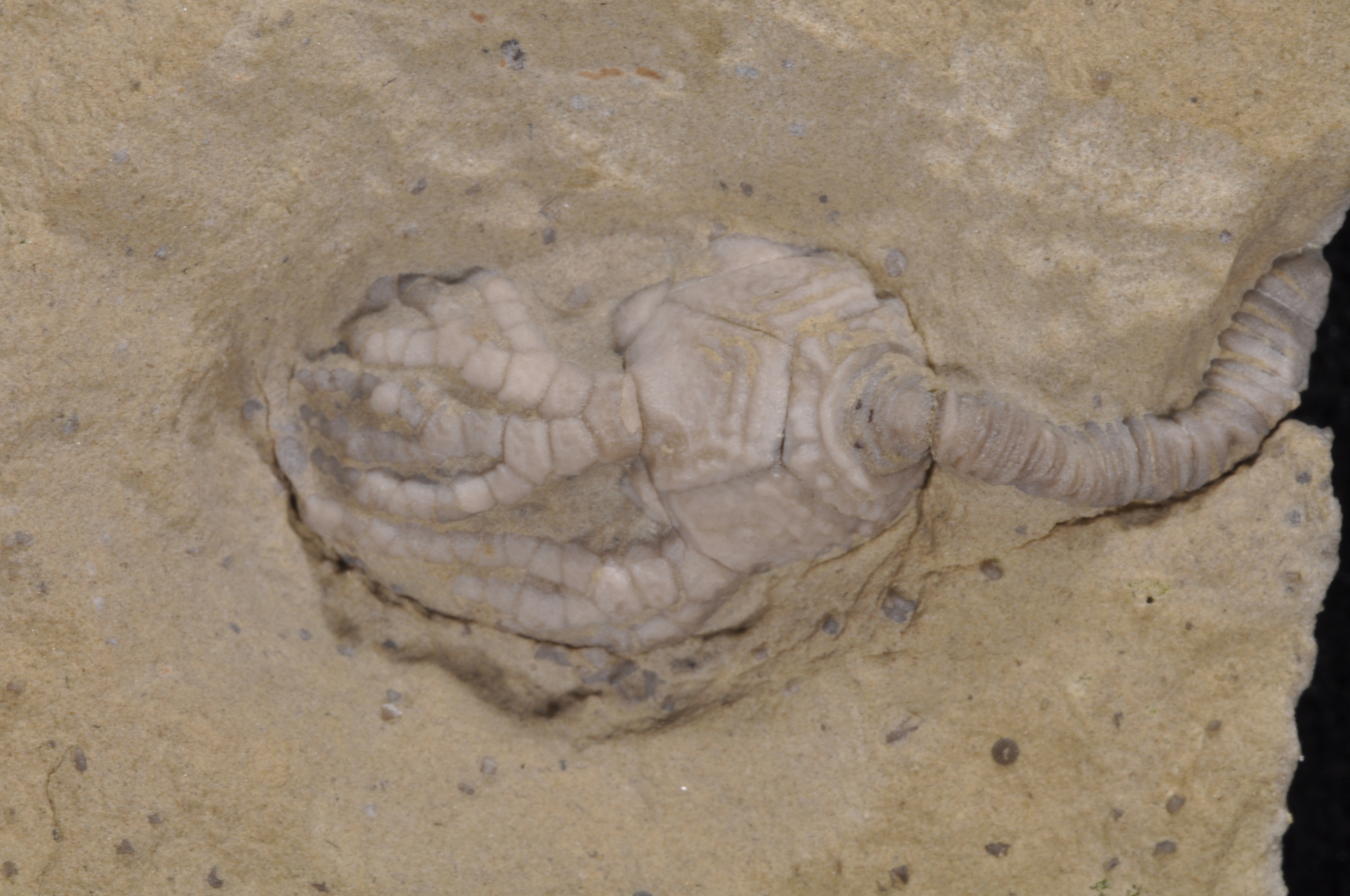 Platycrinites