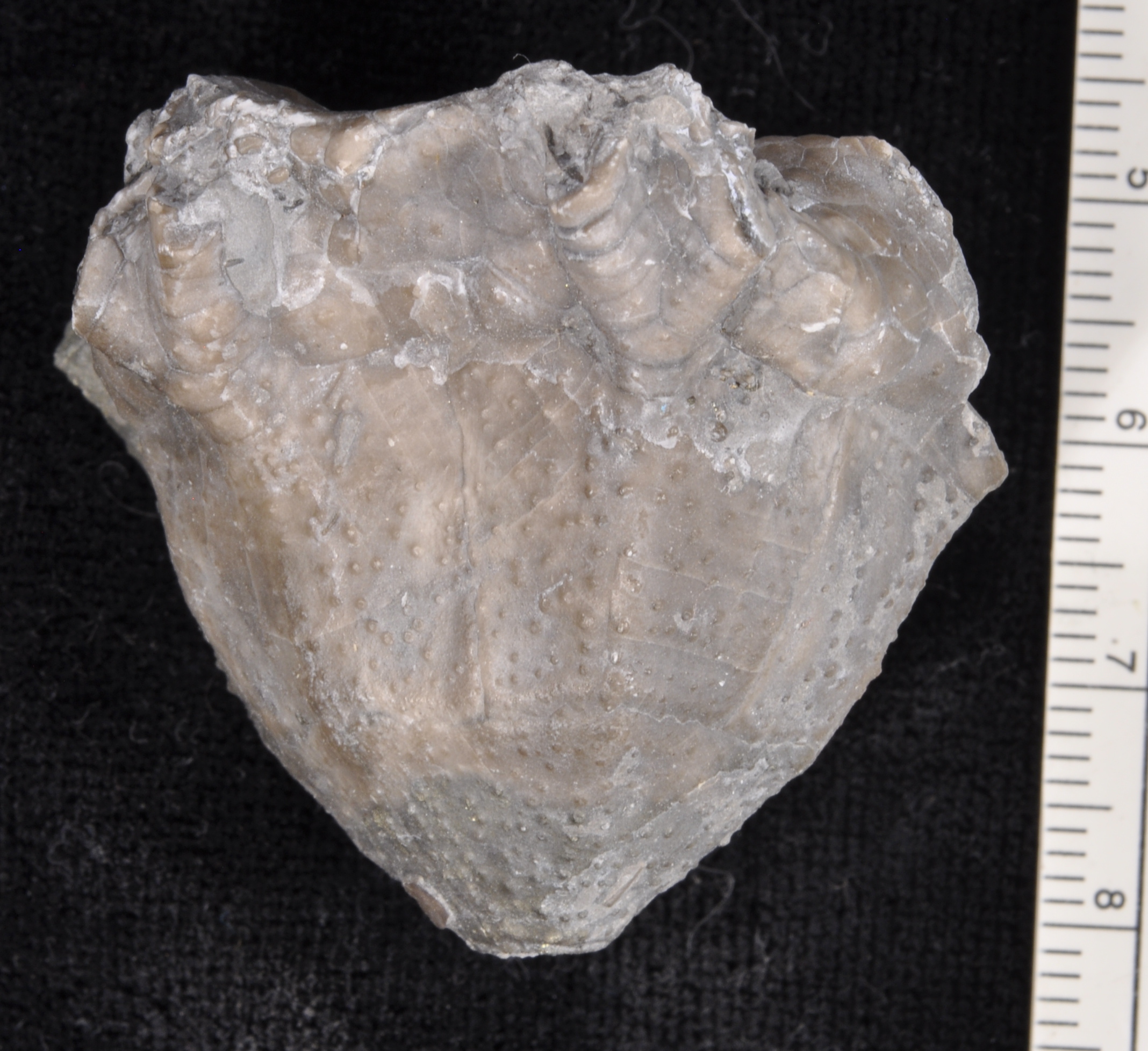 Arthroacantha