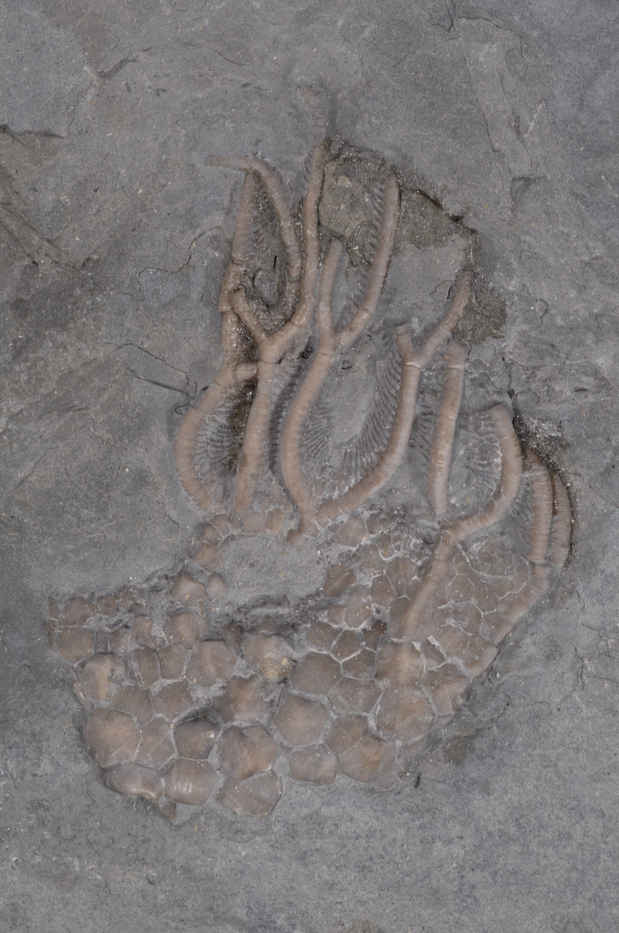 Glyptocrinus