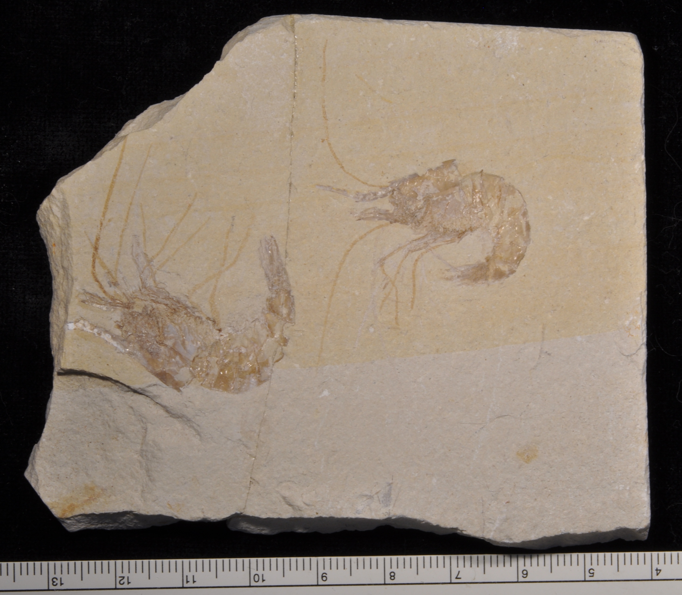Carpopenaeus