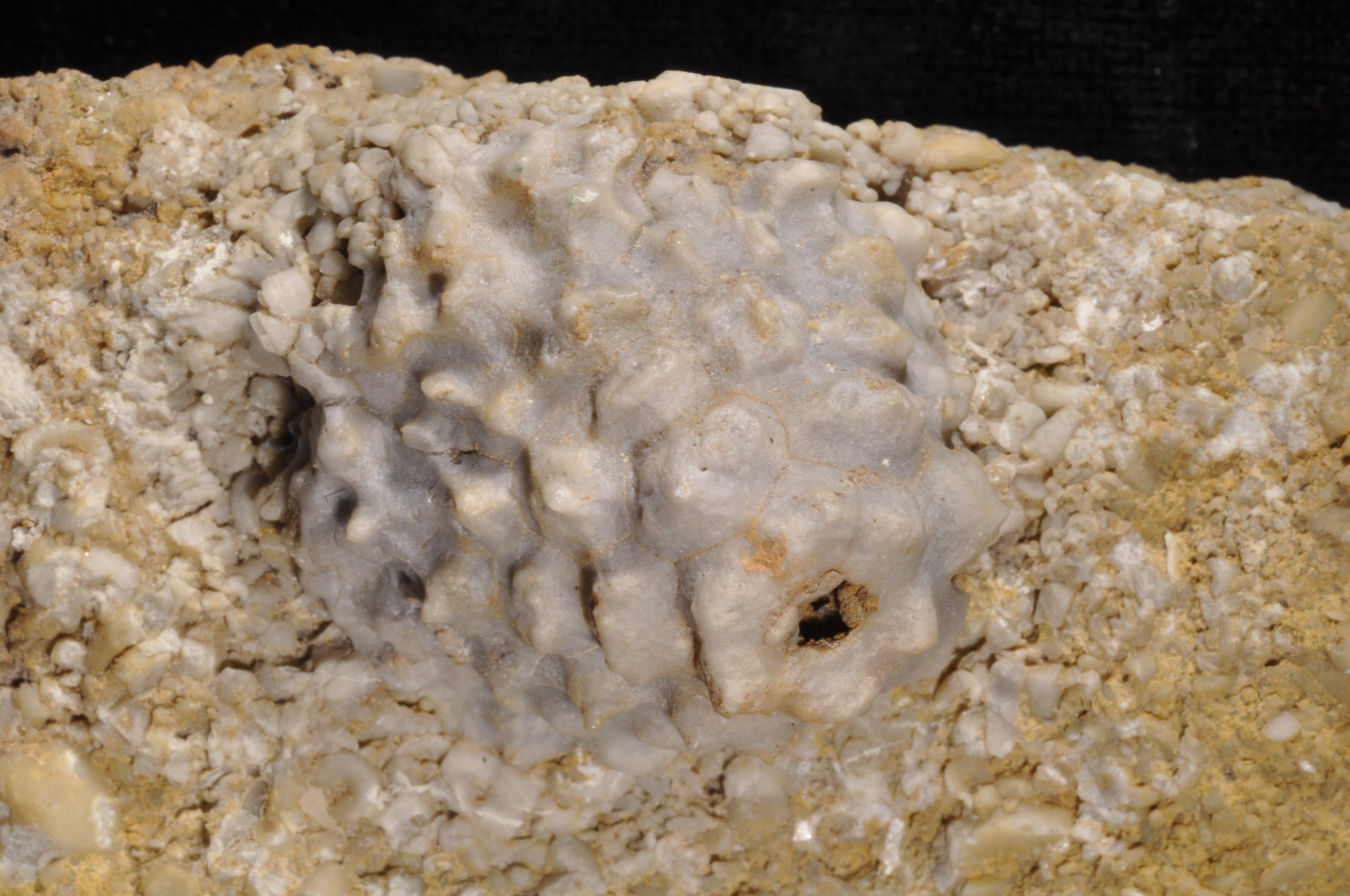 Cactocrinus