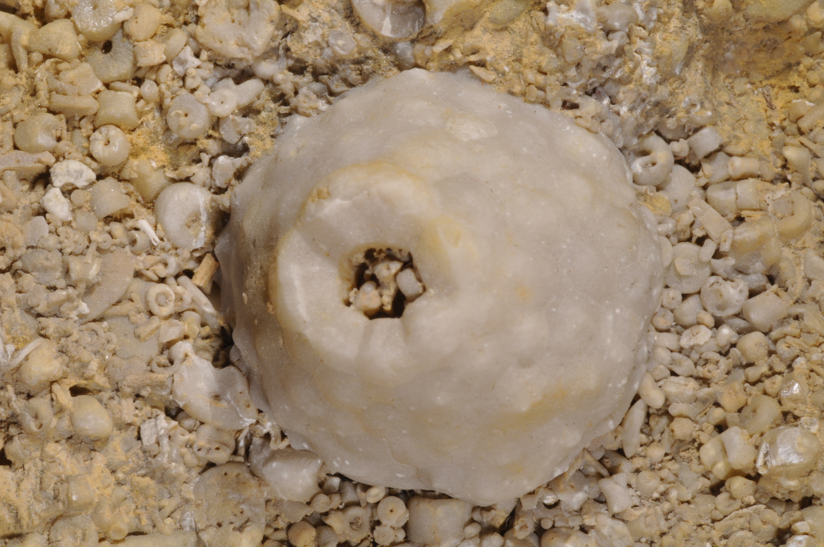 Uperocrinus