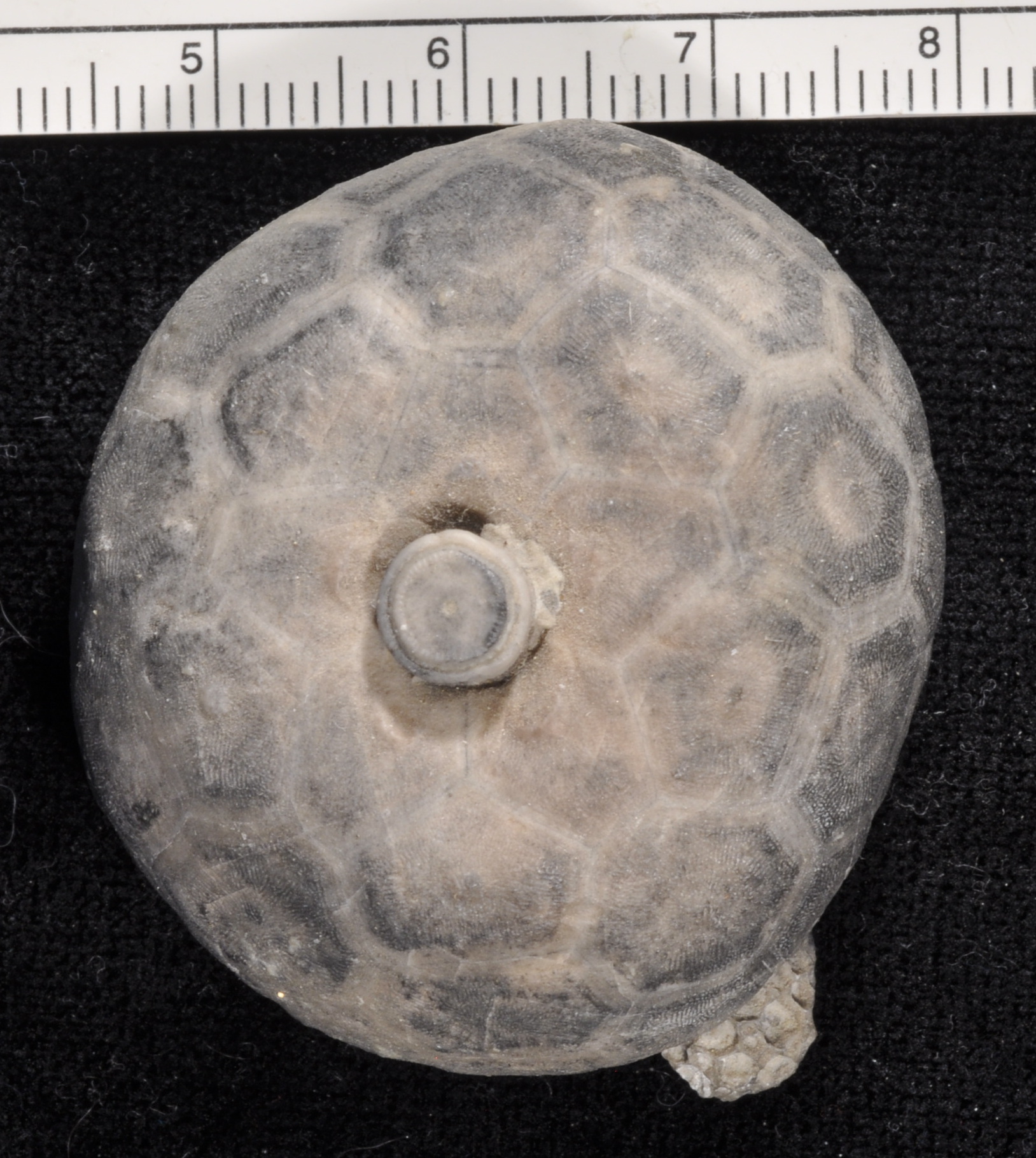 Lyriocrinus