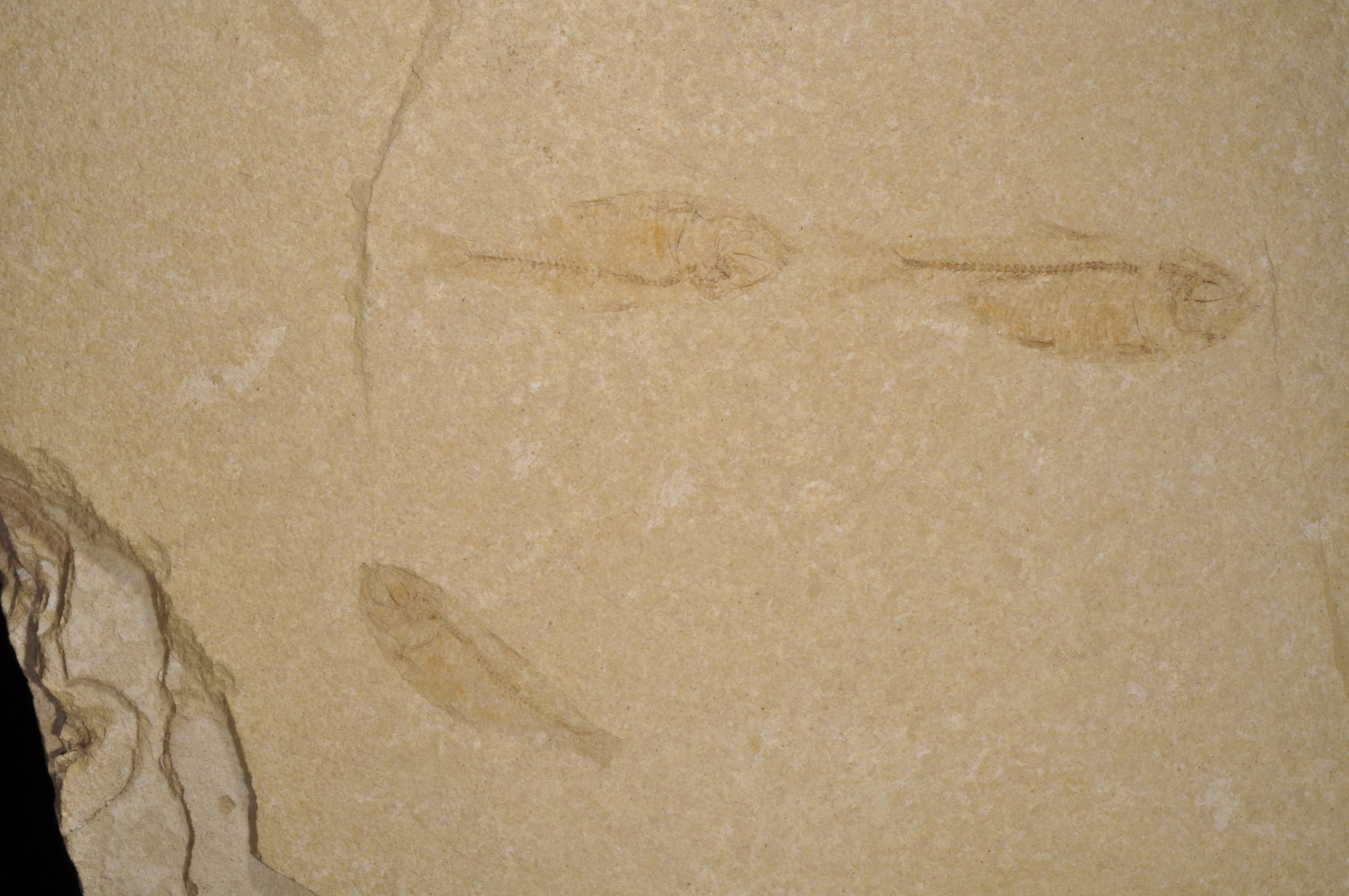 Gosuitichthys