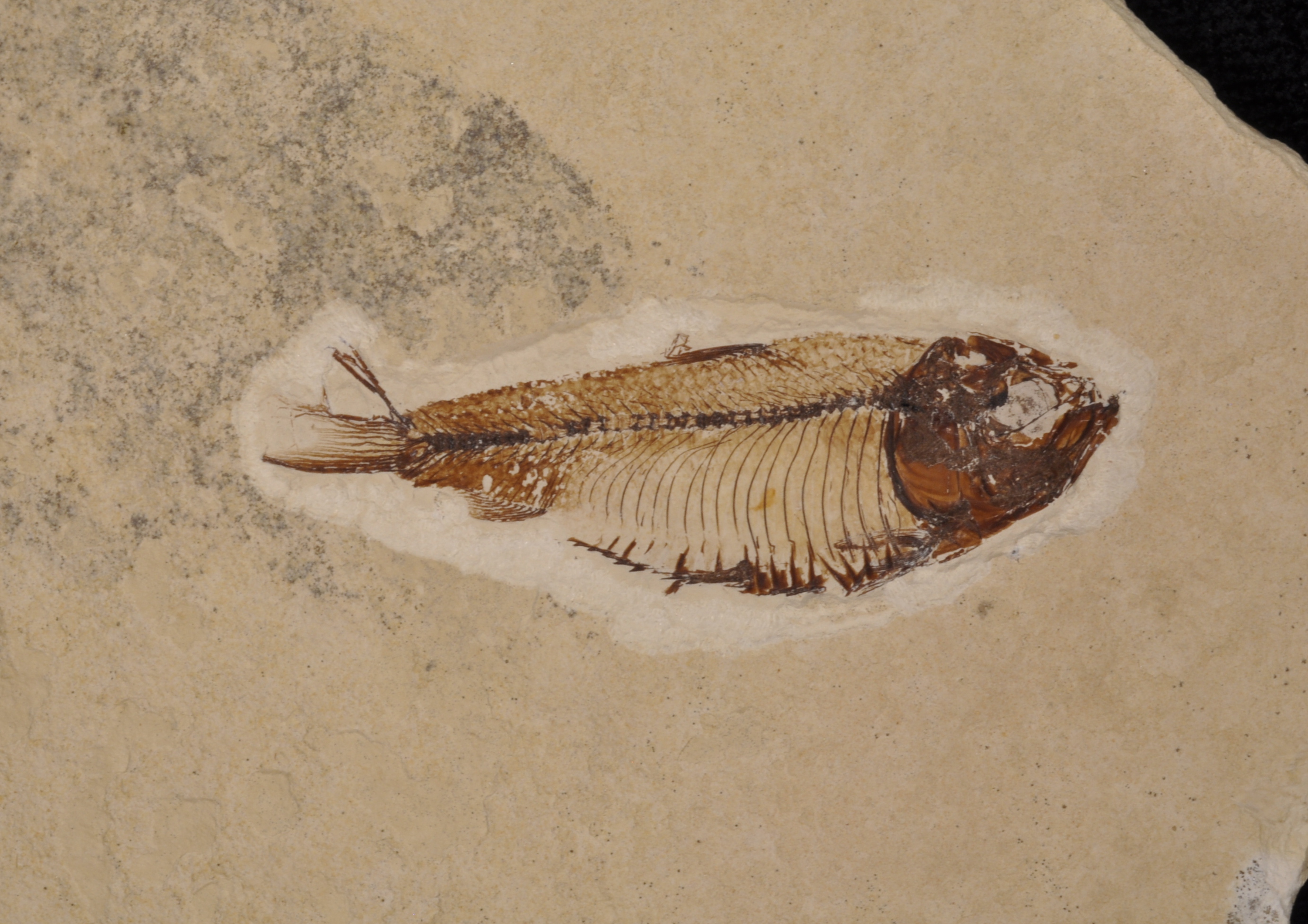 Gosuitichthys