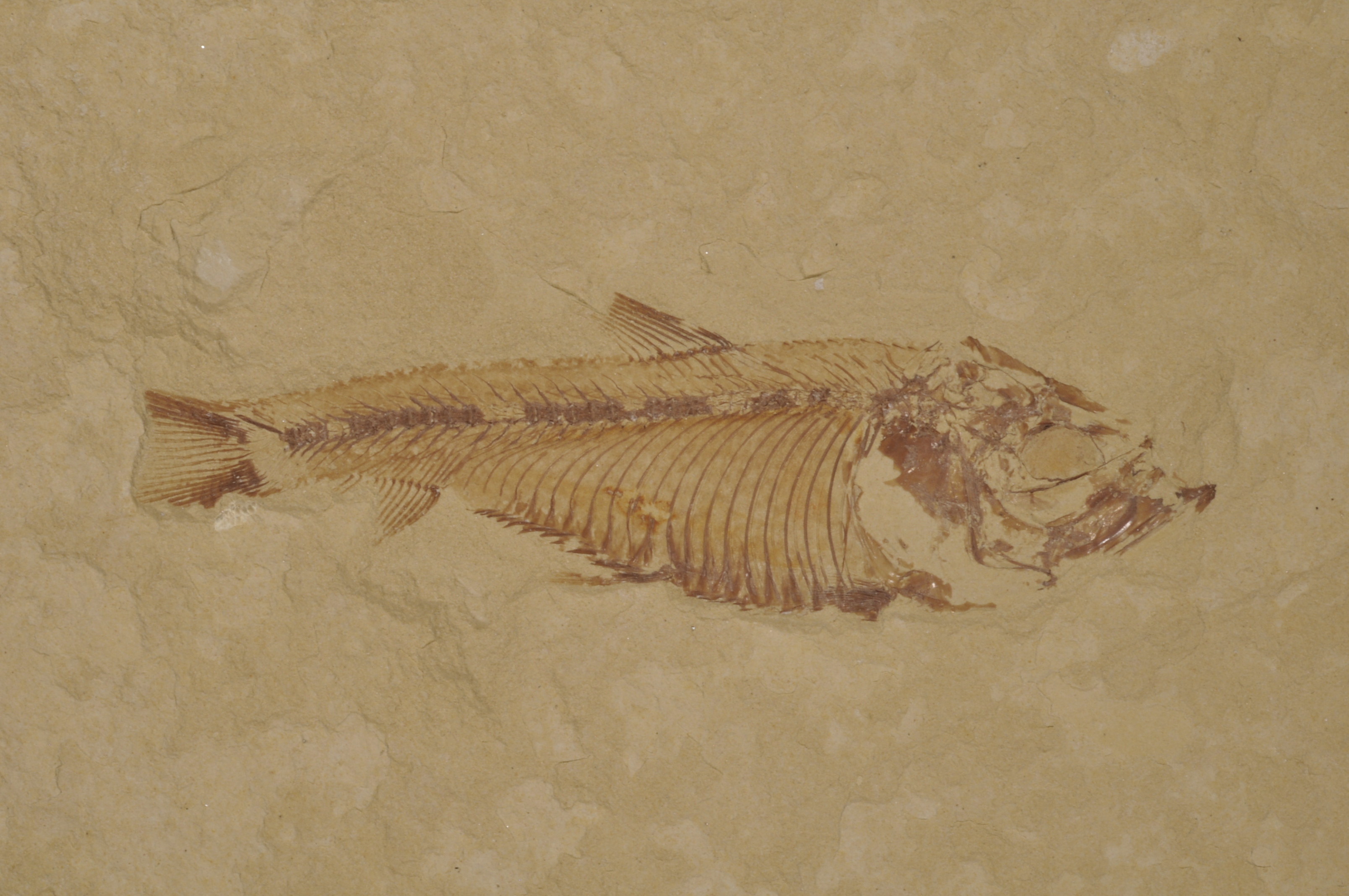 Gosuitichthys