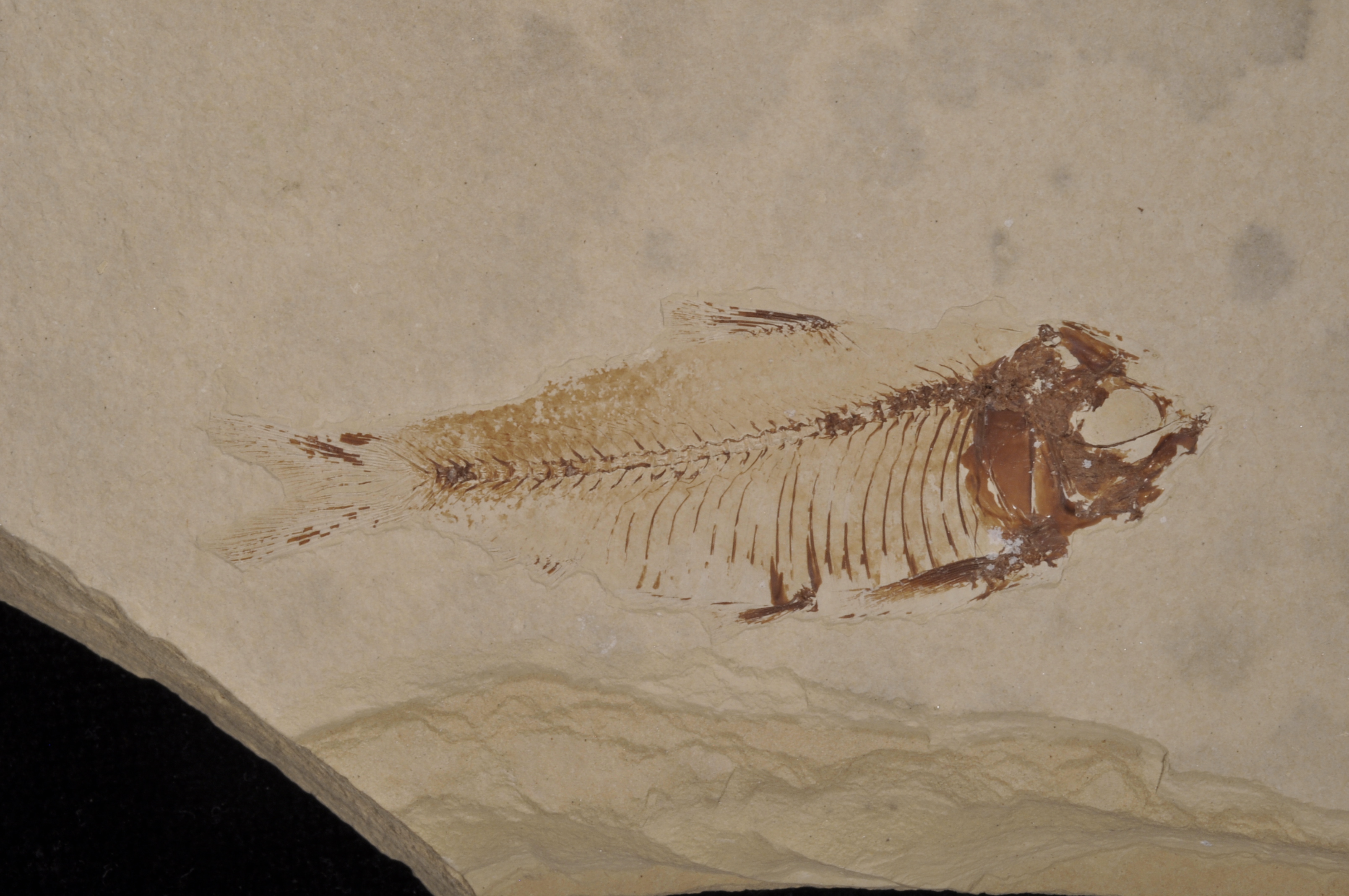 Gosuitichthys