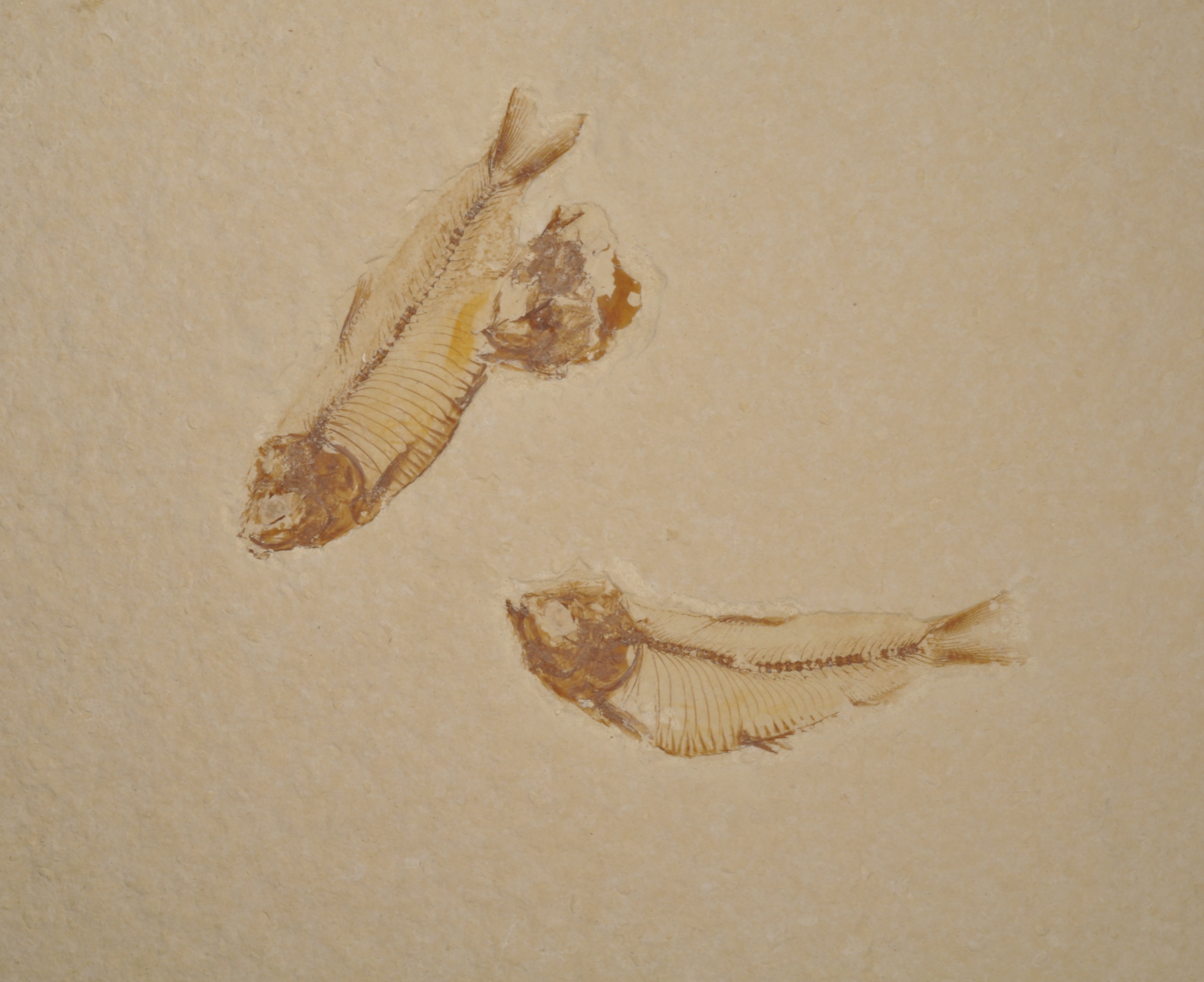 Gosuitichthys