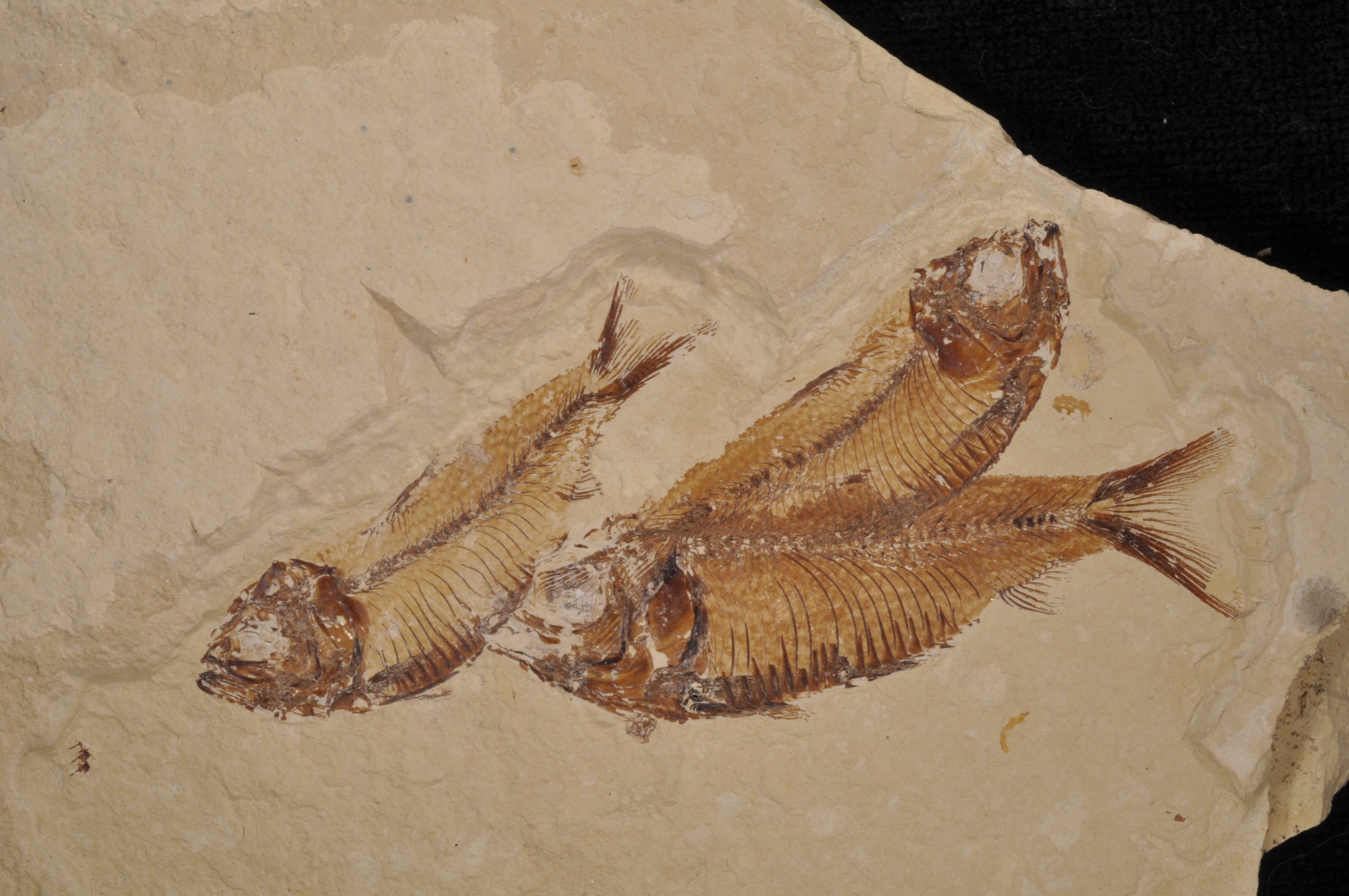 Erismatopterus