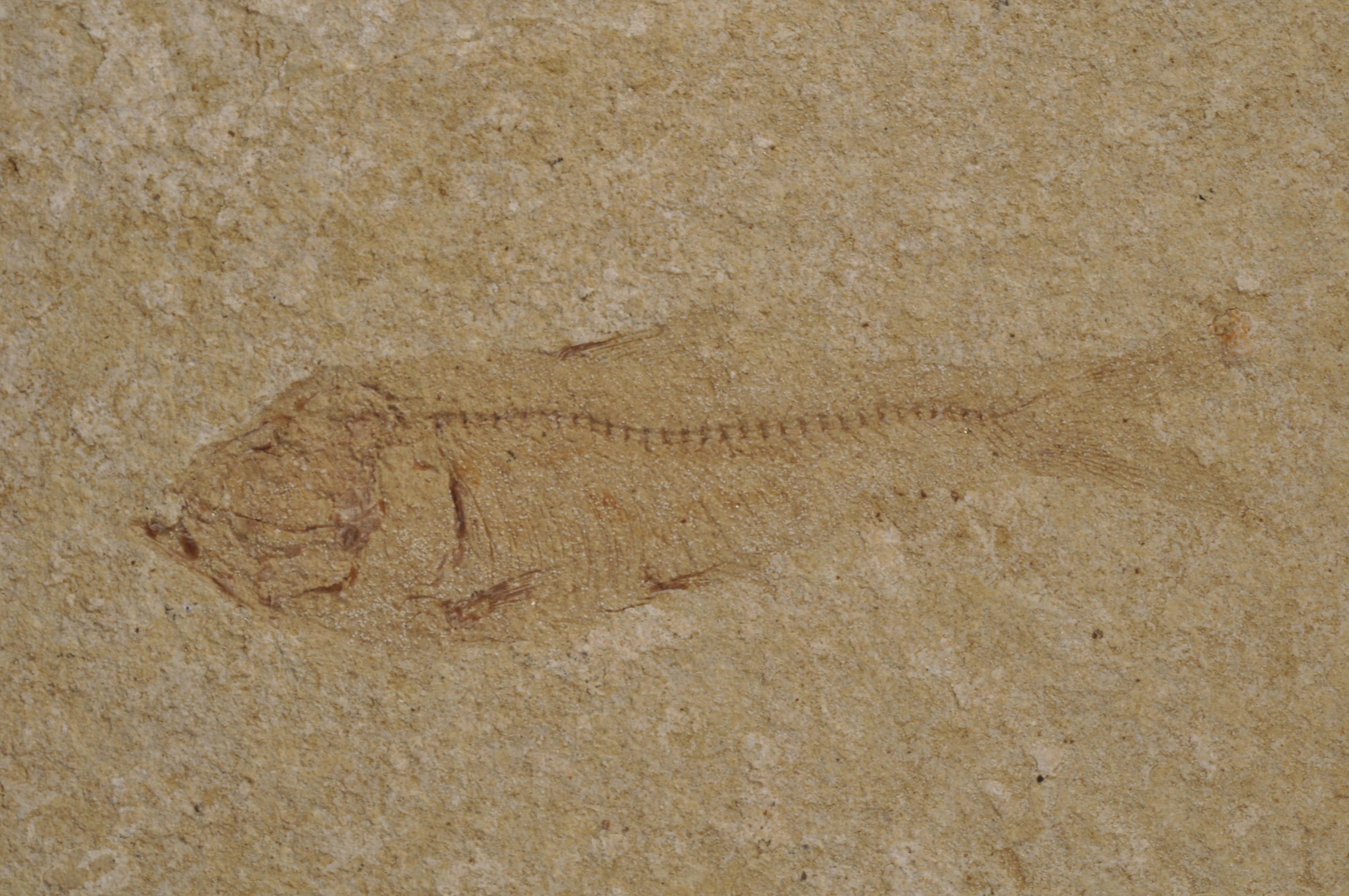 Gosuitichthys