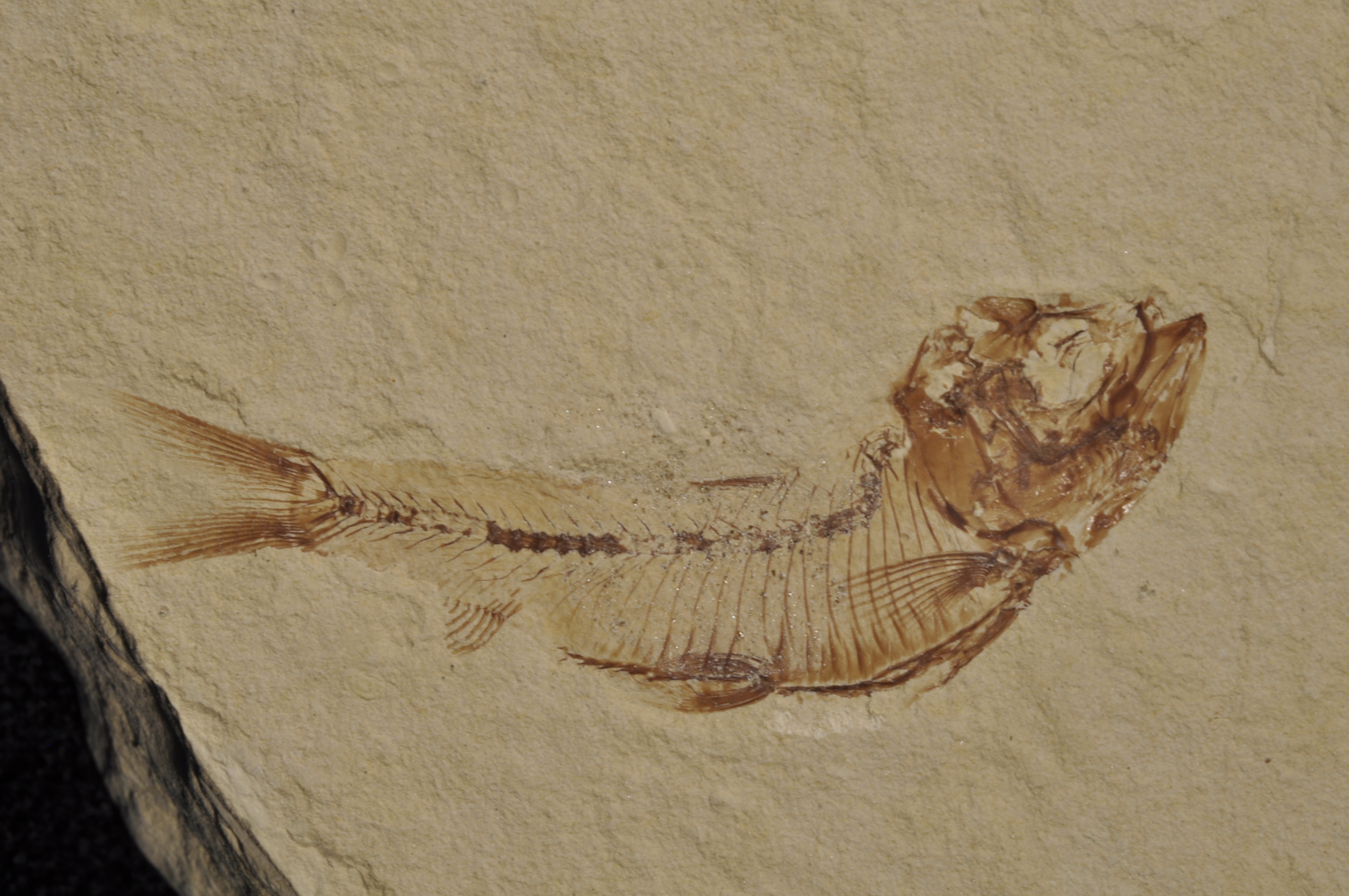 Gosuitichthys