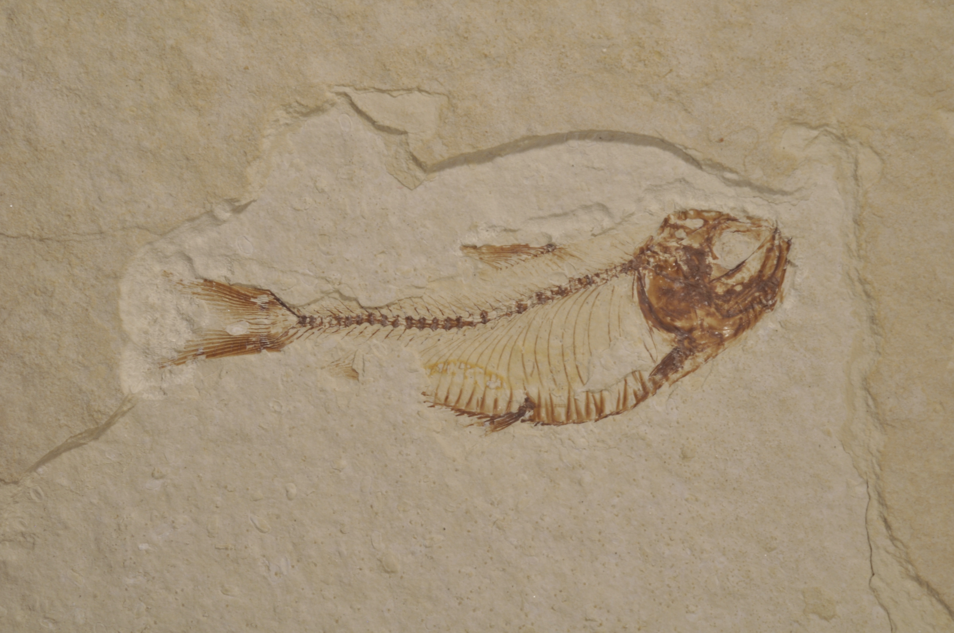 Gosuitichthys