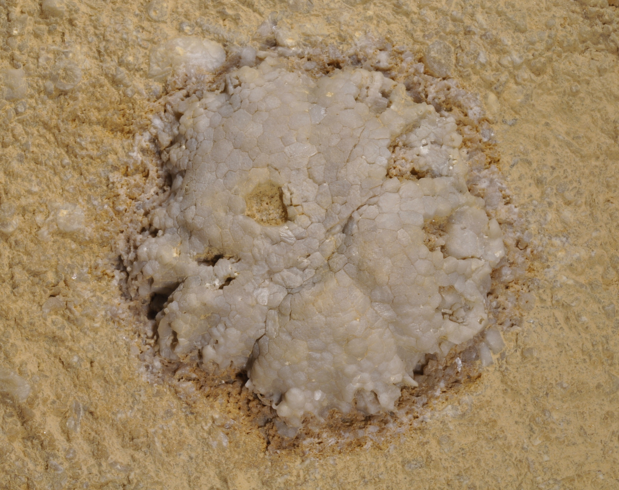 Strotocrinus