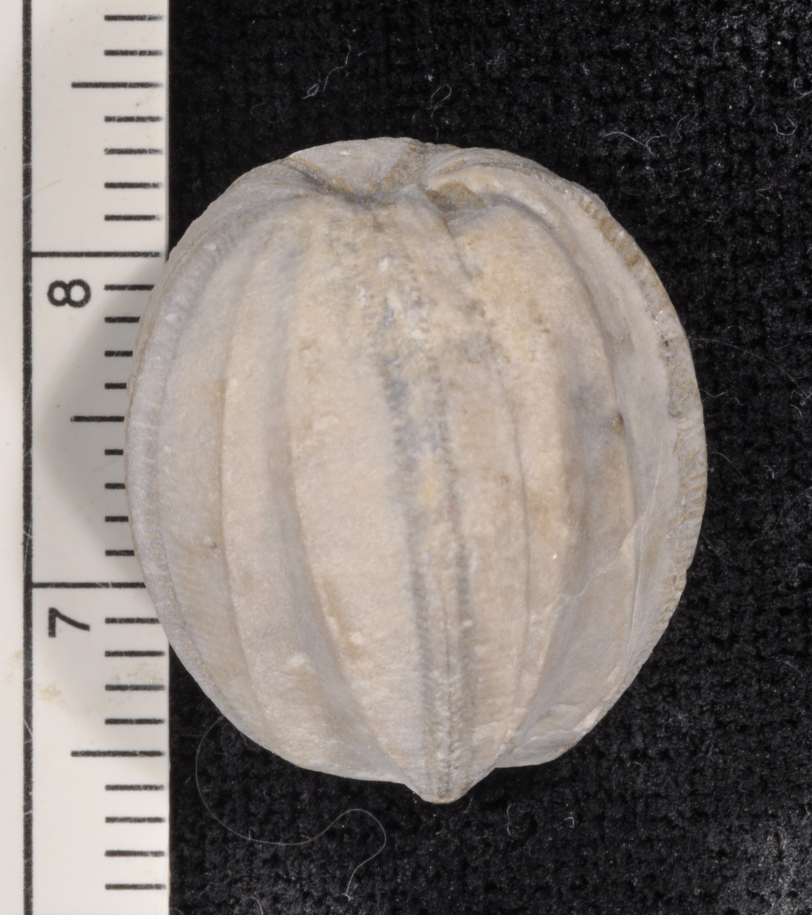 Nucleocrinus