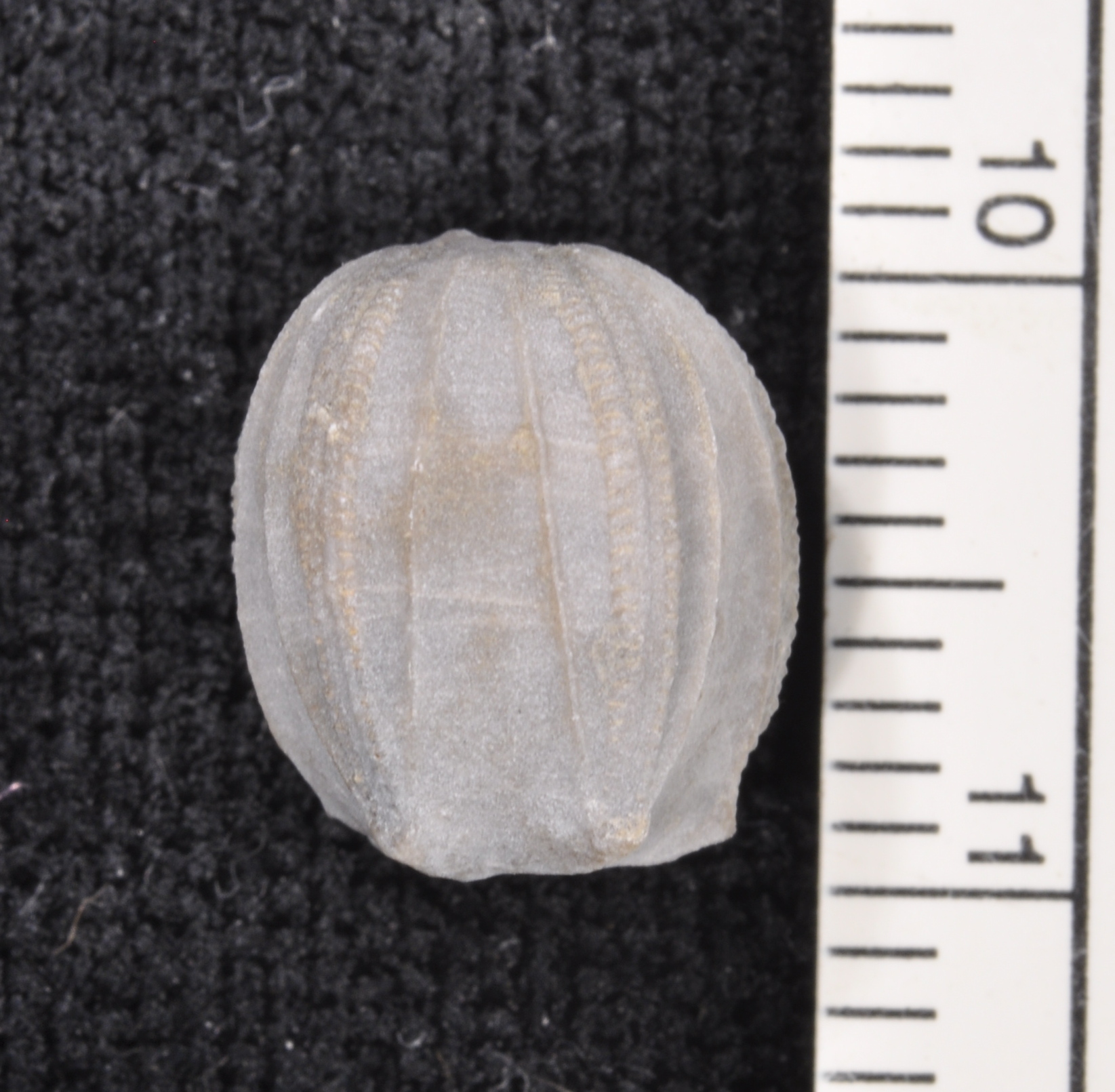 Nucleocrinus