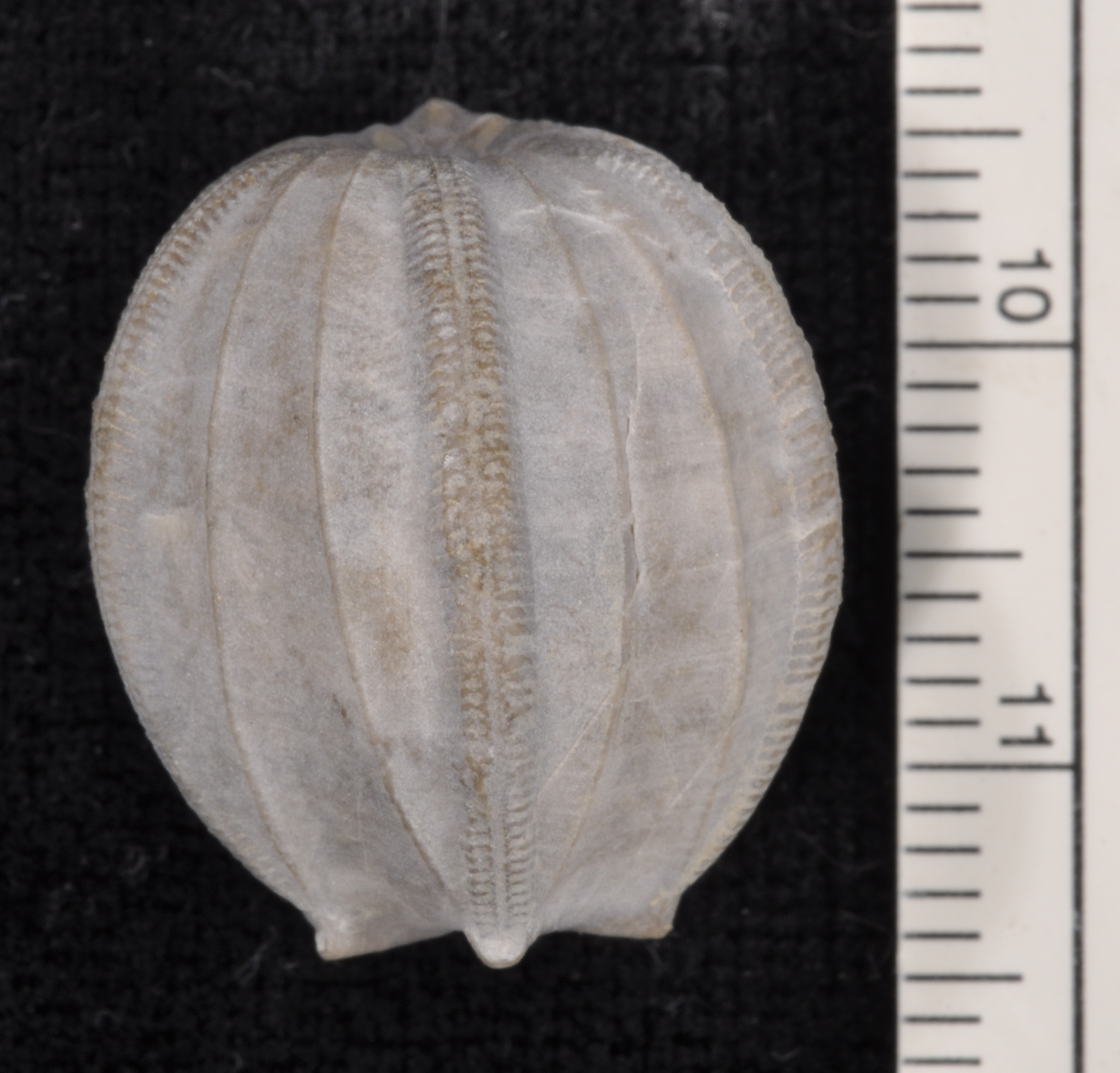 Nucleocrinus