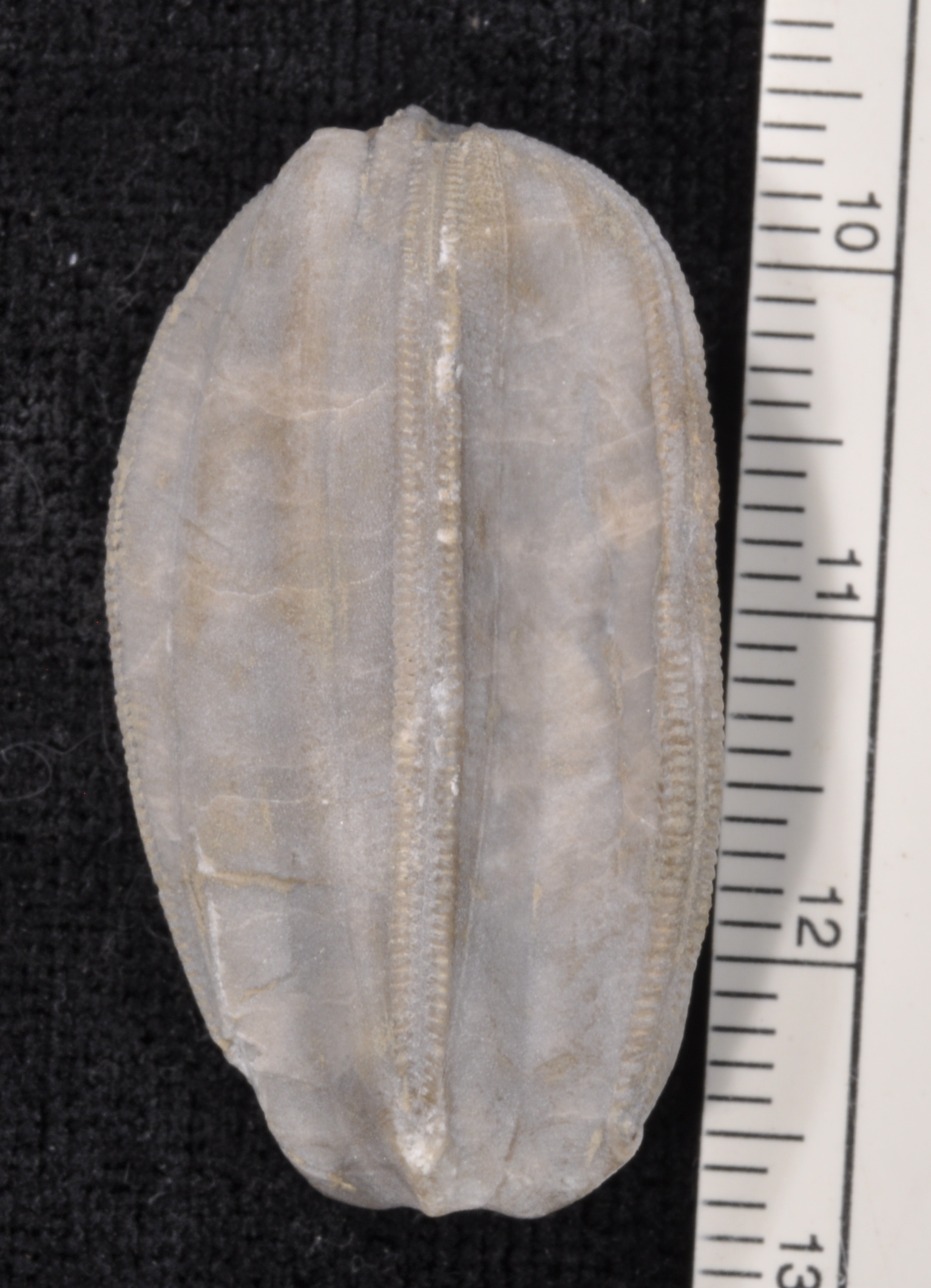 Placoblastus