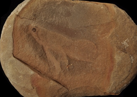 Esconichthys