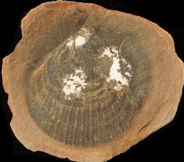 Aviculopecten
