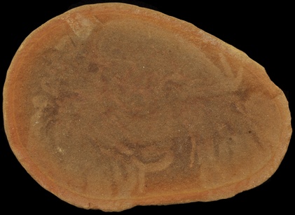 Anthracomedusa