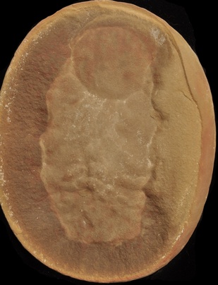 Essexella