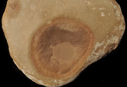 Octomedusa